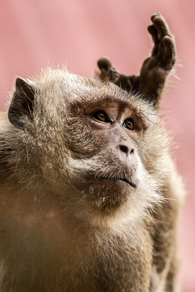 Canon EOS 5D Mark II + Canon EF 300mm F4L IS USM sample photo. Monkey photography