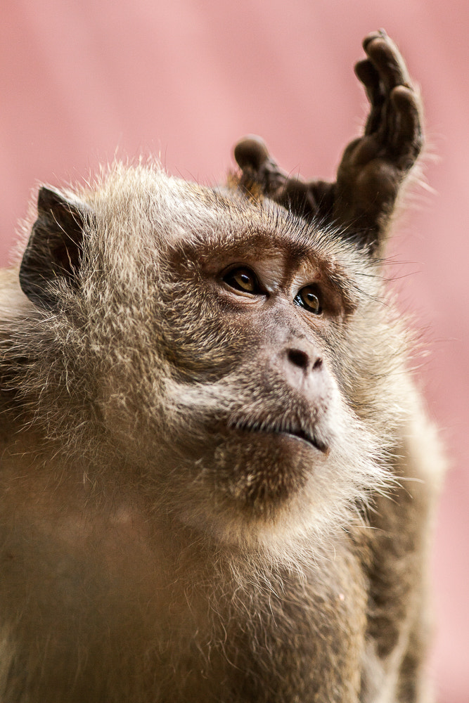 Canon EF 300mm F4L IS USM sample photo. Monkey photography