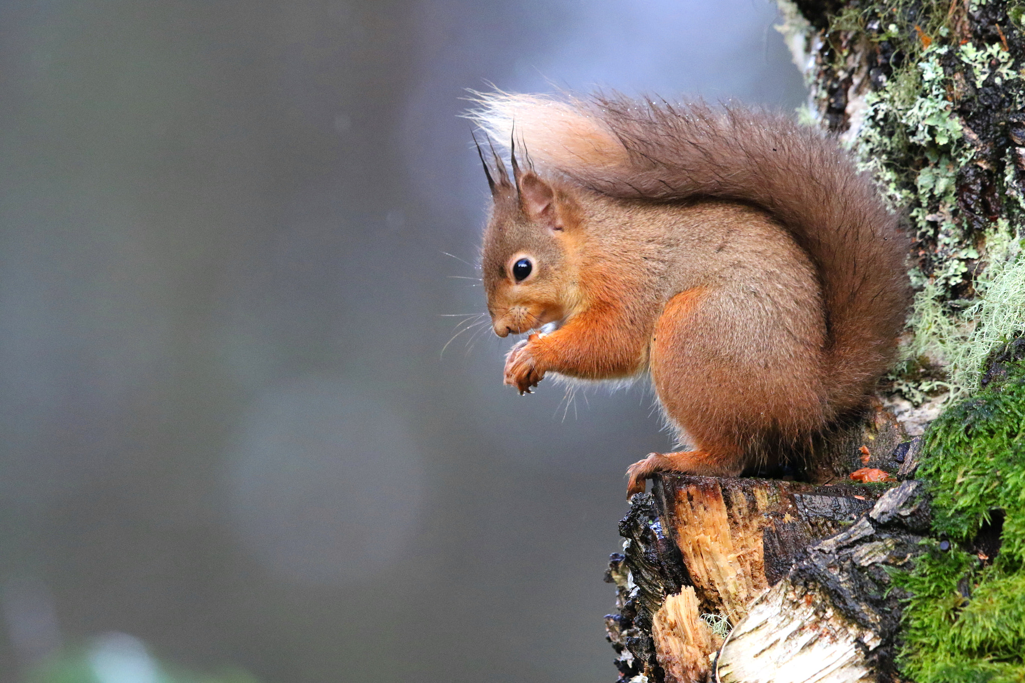Canon EF 500mm F4L IS II USM sample photo. Red squirrel photography