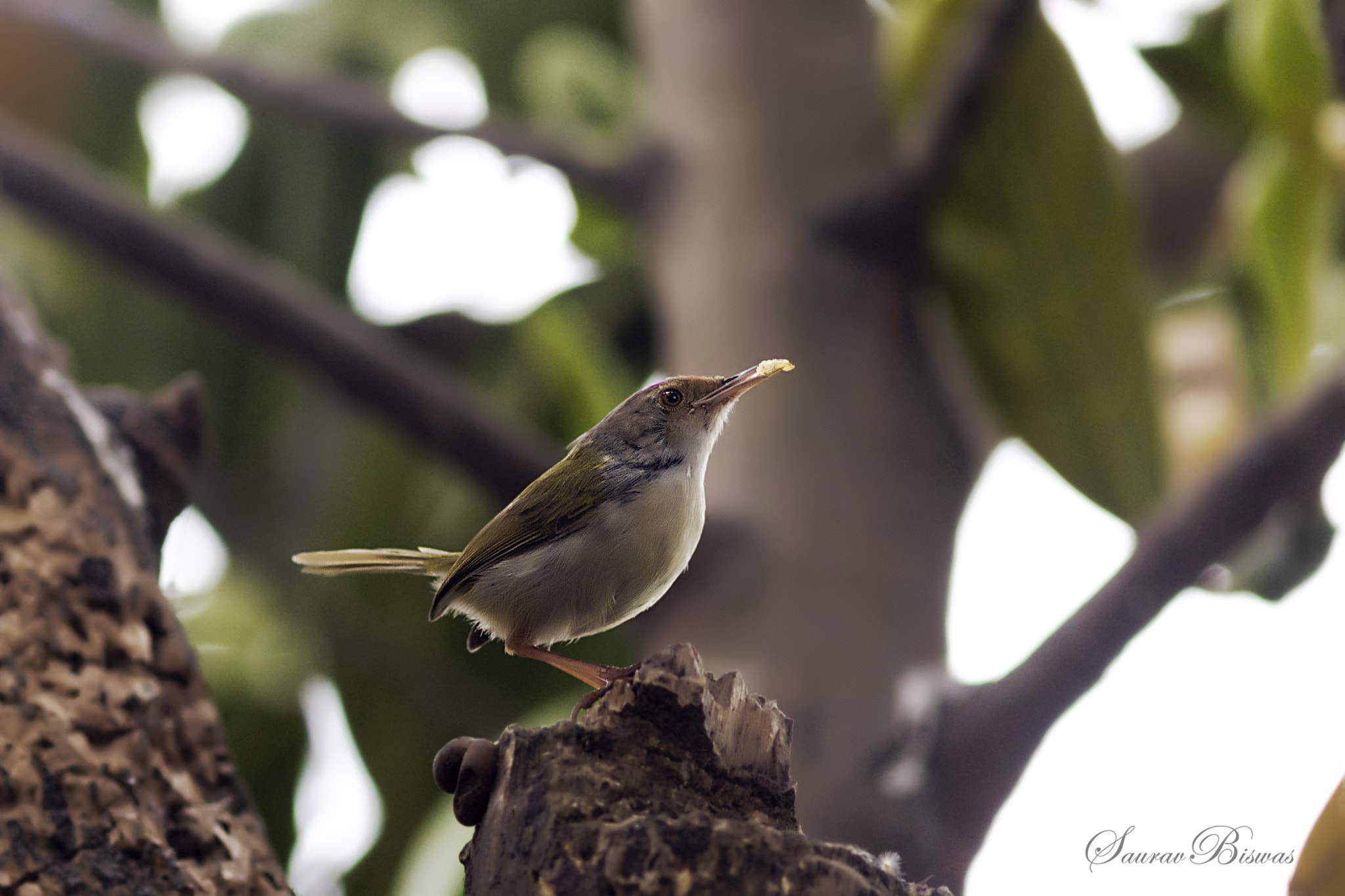Canon EF 300mm F4L IS USM sample photo. Daily work photography
