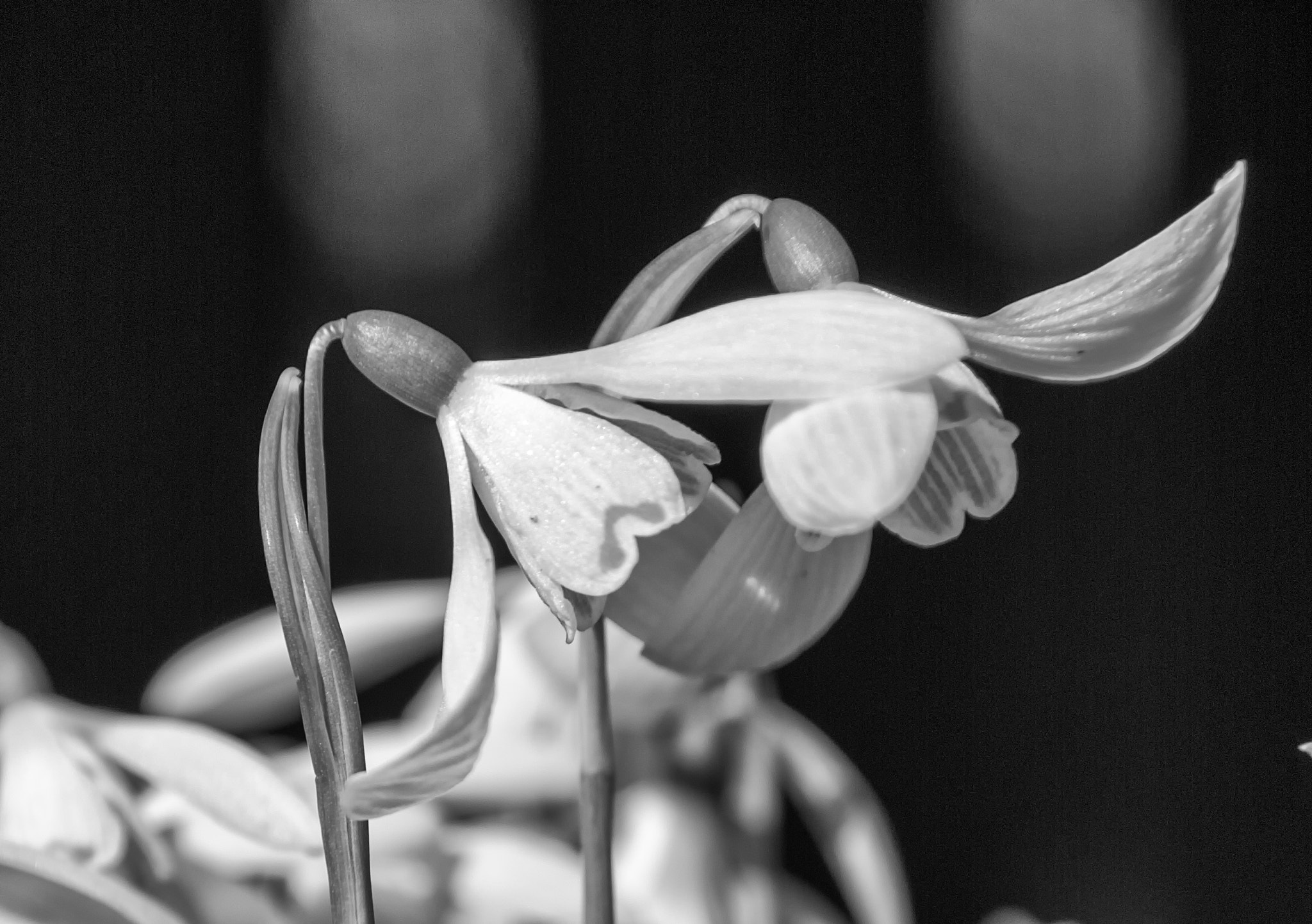 Sigma 18-200mm F3.5-6.3 DC OS HSM sample photo. Black and white photography
