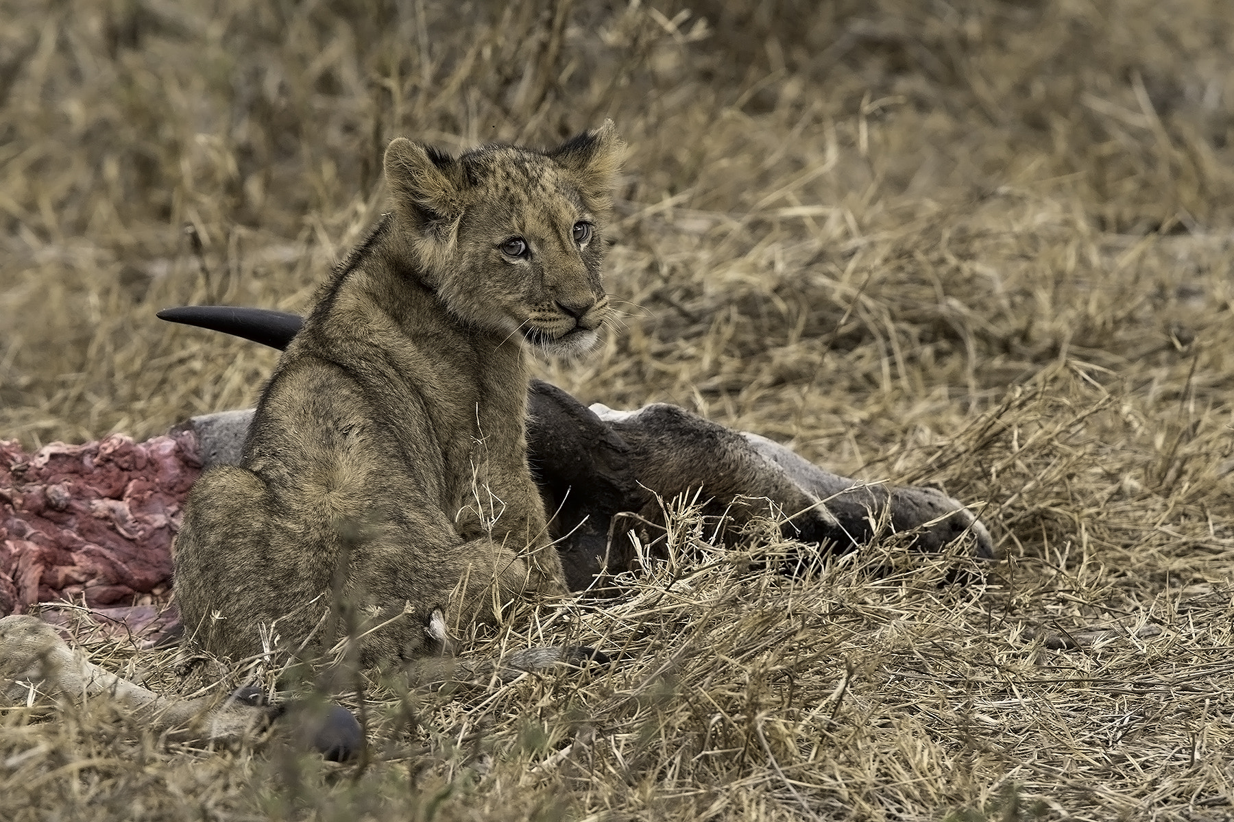 Canon EOS-1D X + Canon EF 600mm F4L IS II USM sample photo. My first catch photography