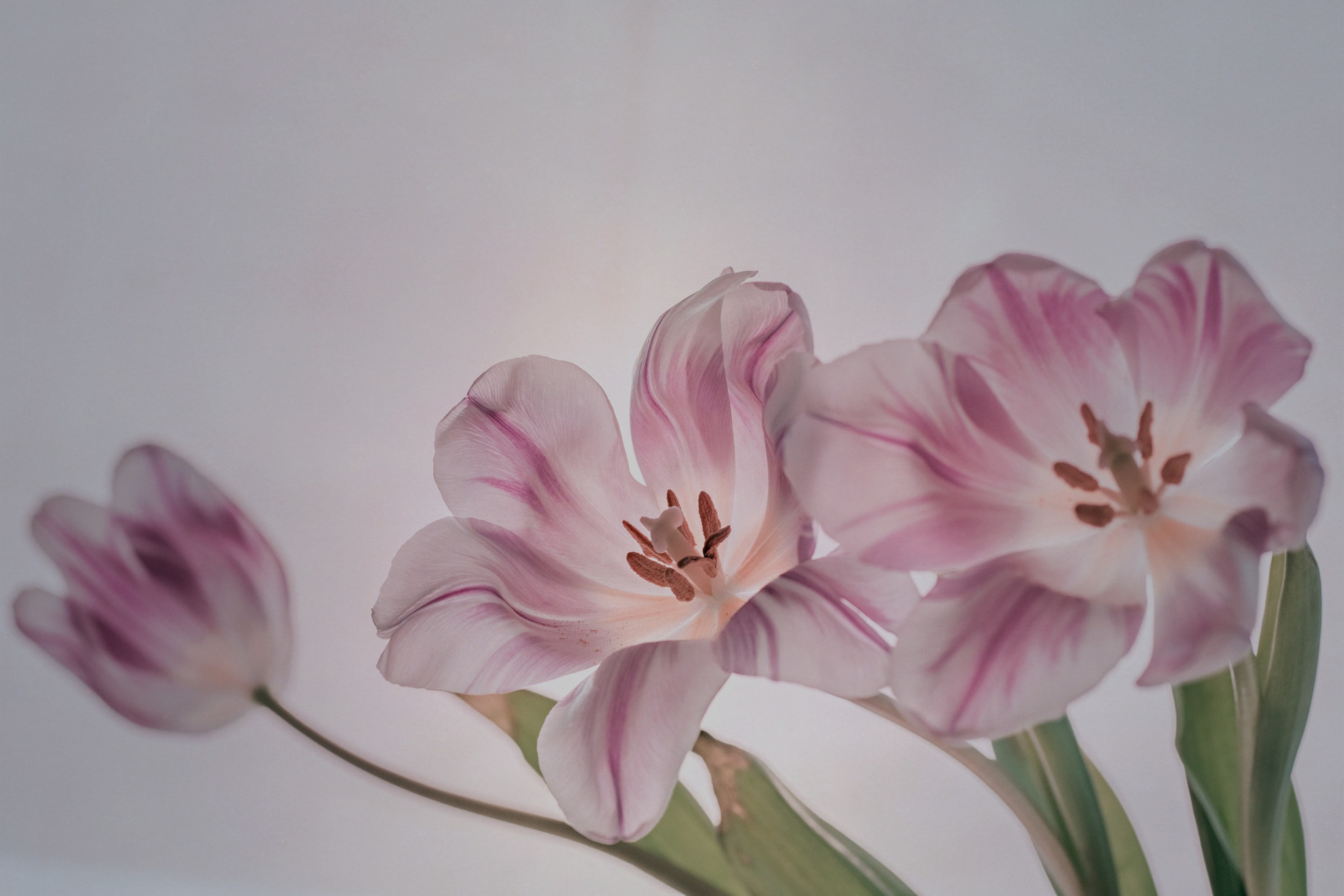Nikon D810 sample photo. Tulips photography