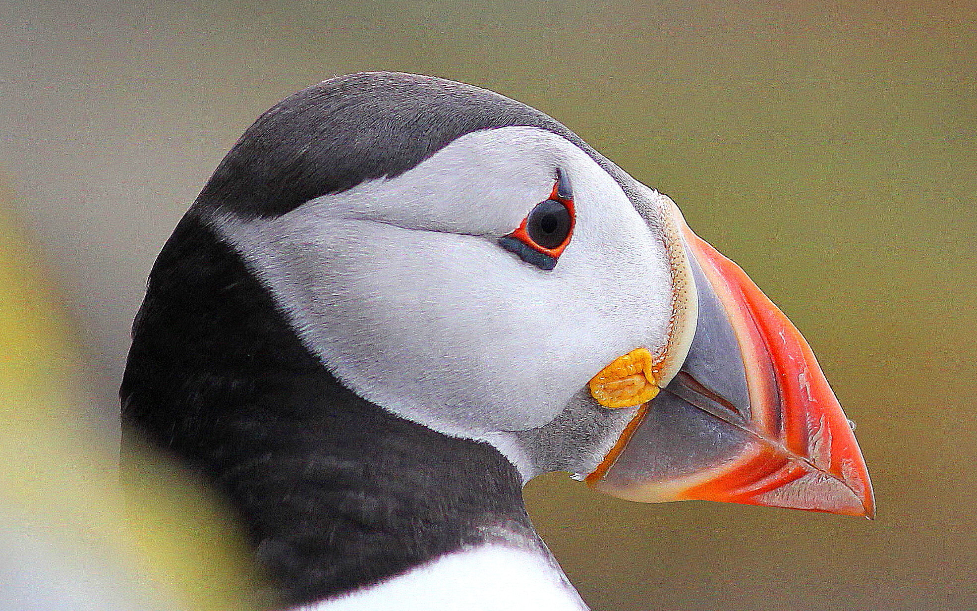 Canon EF 300mm F4L IS USM sample photo. Puffin close up photography