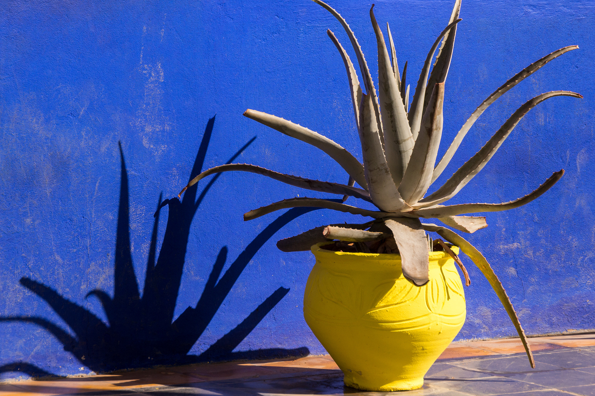 Canon EOS 650D (EOS Rebel T4i / EOS Kiss X6i) sample photo. Agave blue/yellow photography