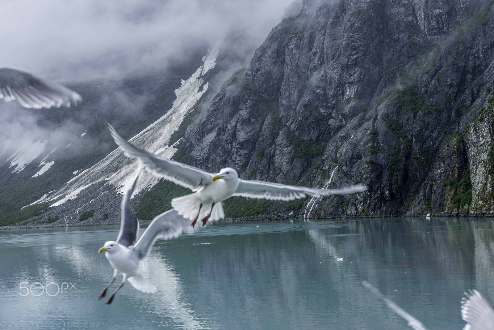 70-200mm F2.8 G SSM OSS II sample photo. Seagulls, glacier bay, ak june 2016 photography