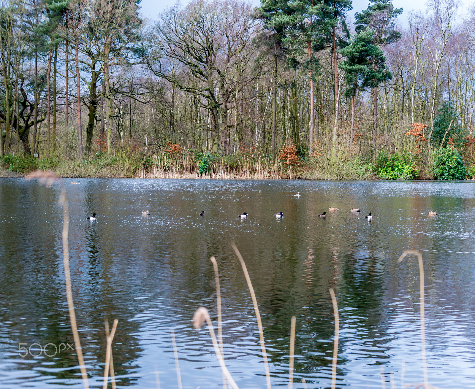 Nikon D800 sample photo. Ducks photography