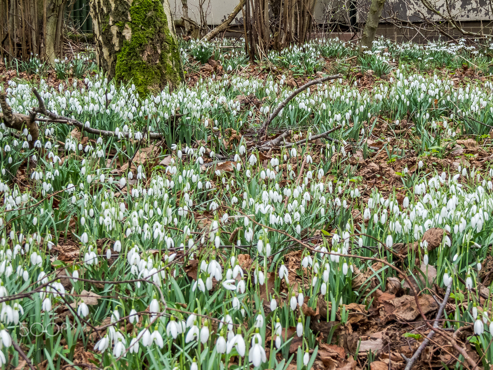 Fujifilm XF1 sample photo. Snowdrops photography