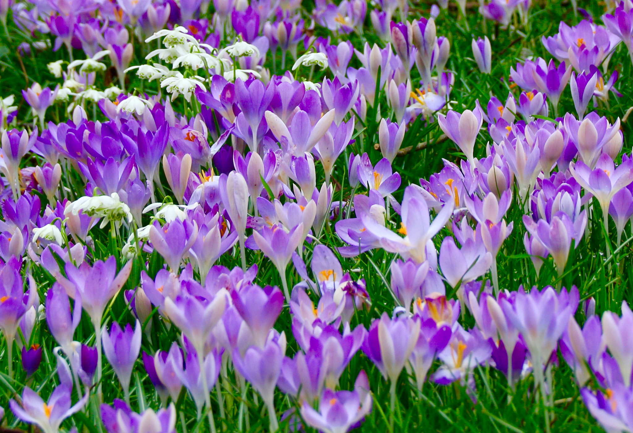 Canon EOS 70D + Sigma 18-125mm F3.8-5.6 DC OS HSM sample photo. Crocuses in spring photography