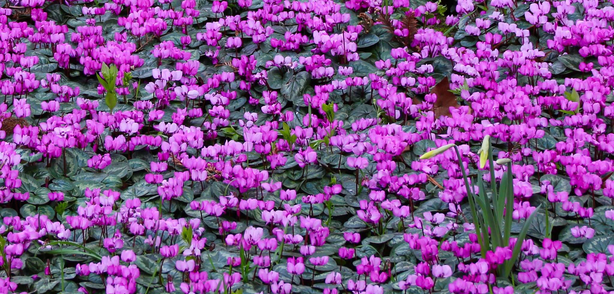 Sigma 18-250mm F3.5-6.3 DC OS HSM sample photo. Carpet of cycleman photography