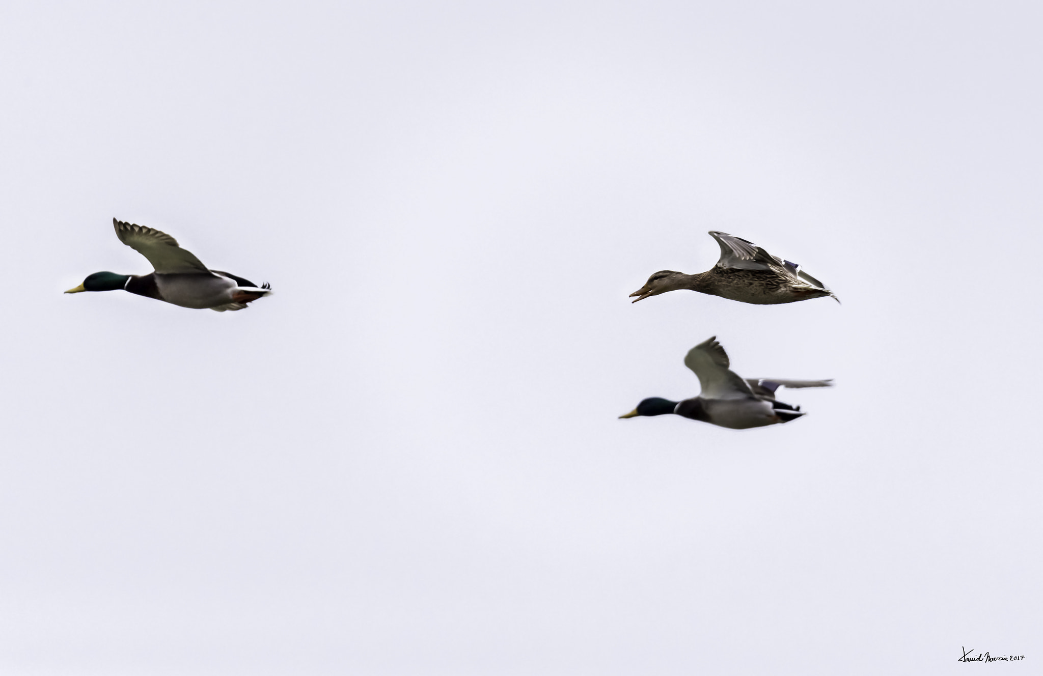 Sigma 150-600mm F5-6.3 DG OS HSM | S sample photo. Tres photography