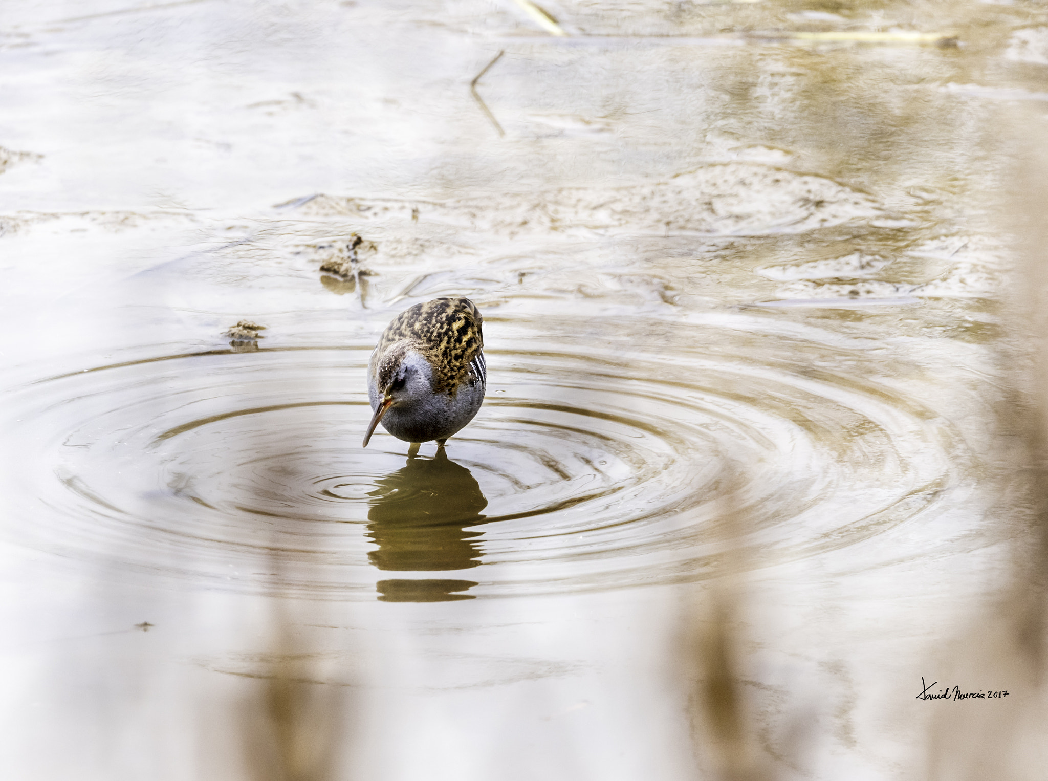 Sigma 150-600mm F5-6.3 DG OS HSM | S sample photo. Buscando photography