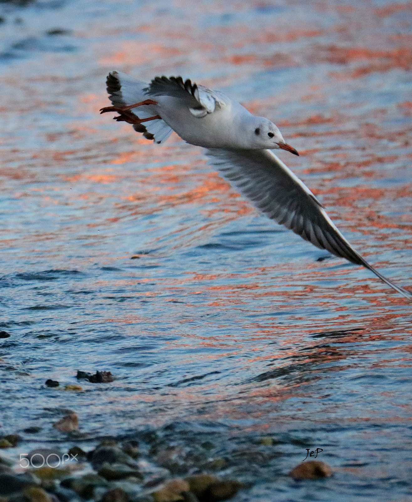 Canon EOS 760D (EOS Rebel T6s / EOS 8000D) + Canon EF-S 18-200mm F3.5-5.6 IS sample photo. Fly, seagull, fly! photography