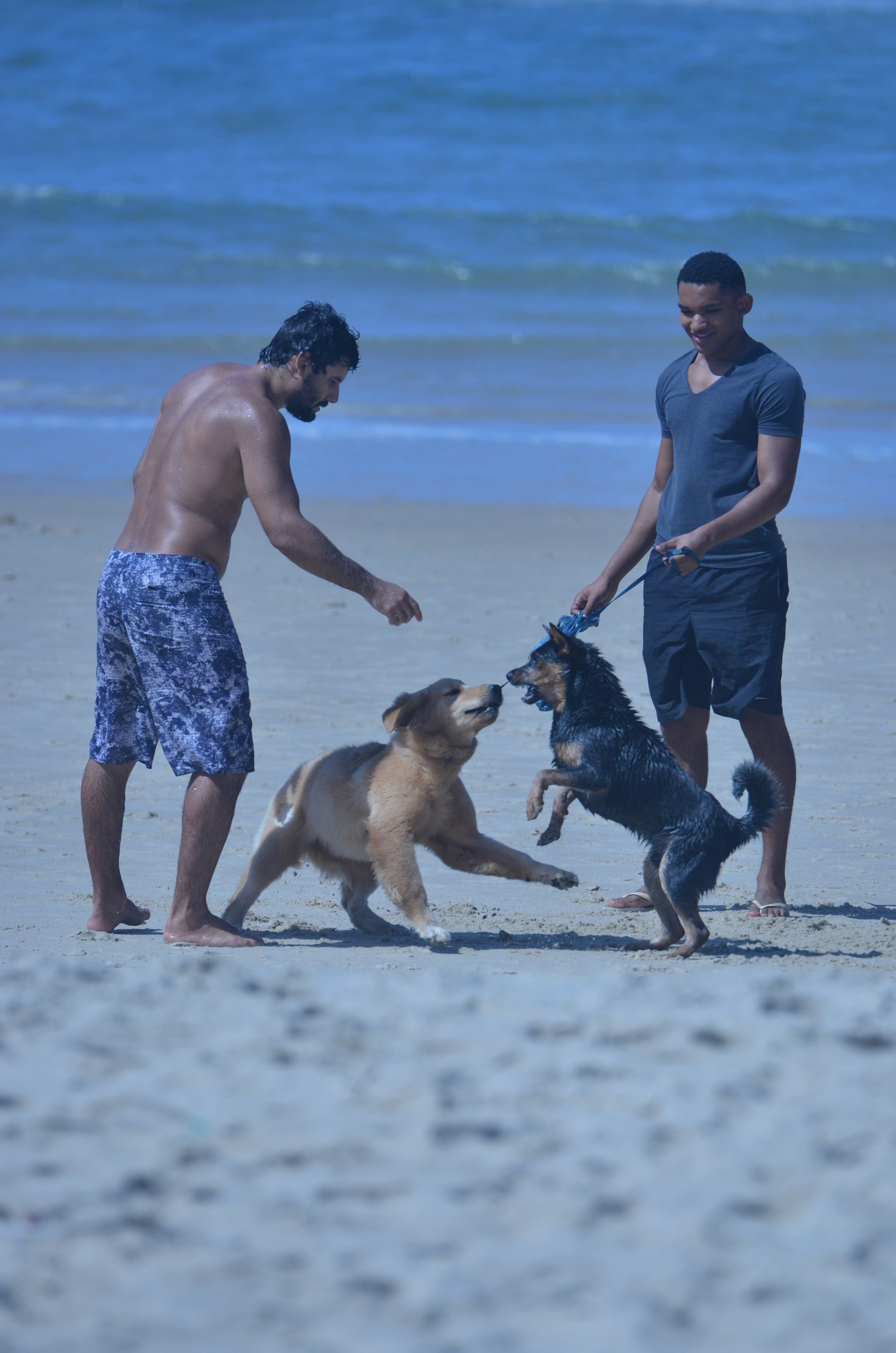 Nikon AF-S Nikkor 70-200mm F2.8G ED VR II sample photo. Dog fight photography