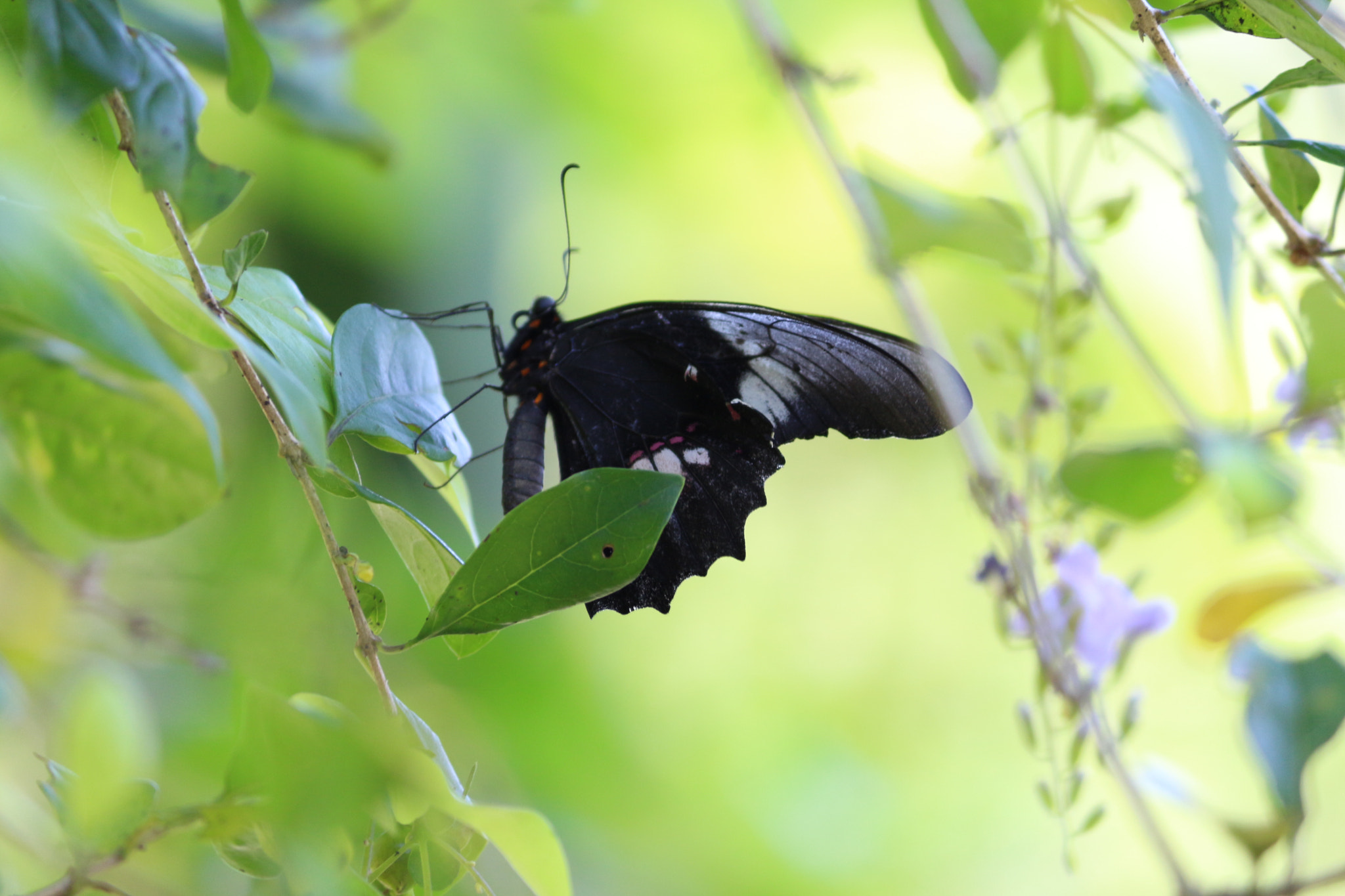 Canon EOS 700D (EOS Rebel T5i / EOS Kiss X7i) sample photo. Butterfly photography