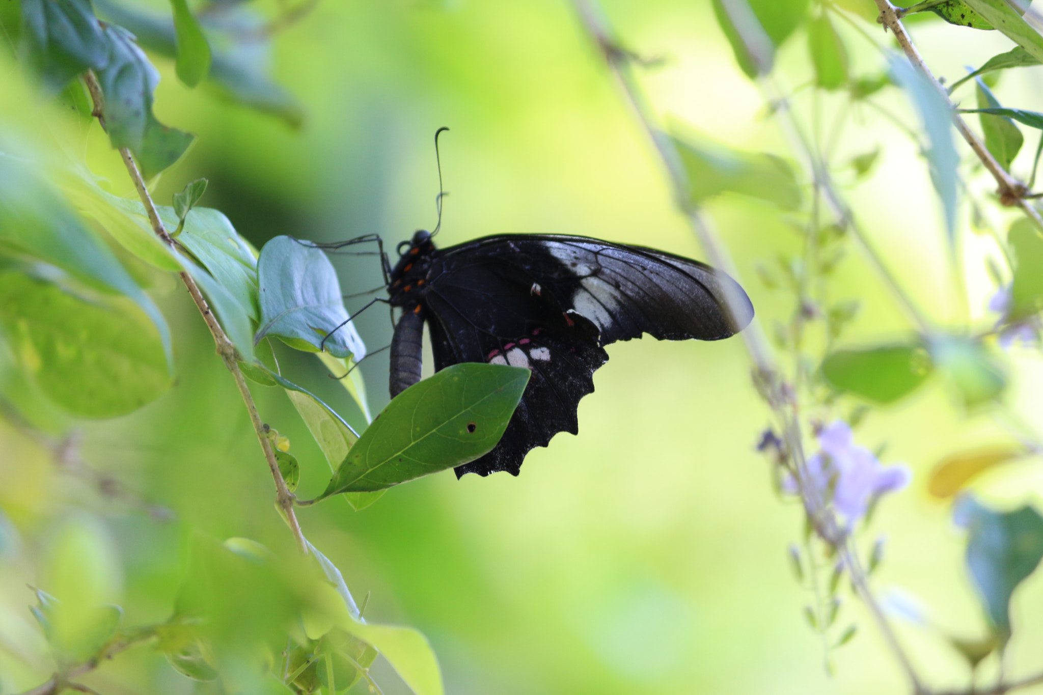 Canon EF-S 55-250mm F4-5.6 IS II sample photo. Butterfly photography
