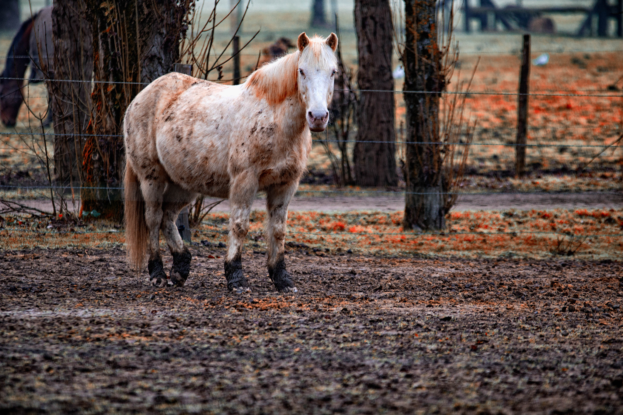 Sigma 70-200mm F2.8 EX DG OS HSM sample photo. Cheval photography