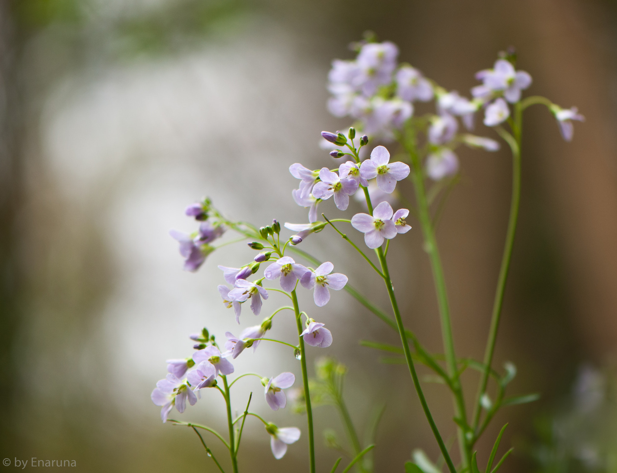 Nikon AF-S Micro-Nikkor 105mm F2.8G IF-ED VR sample photo. Cuckoo flower photography