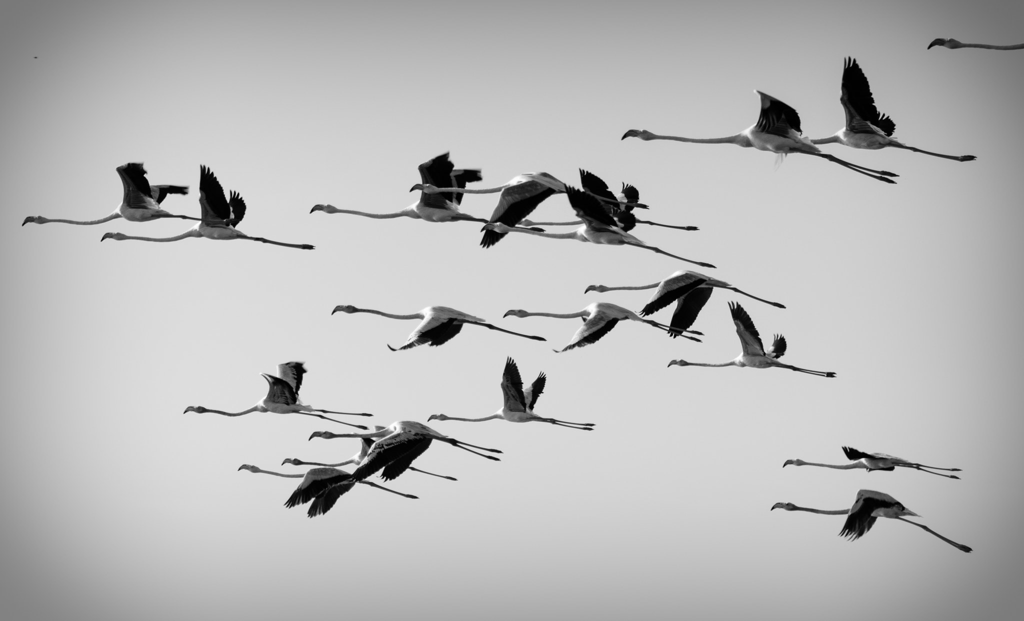 Sigma 18-250mm F3.5-6.3 DC Macro OS HSM sample photo. Flamencos photography