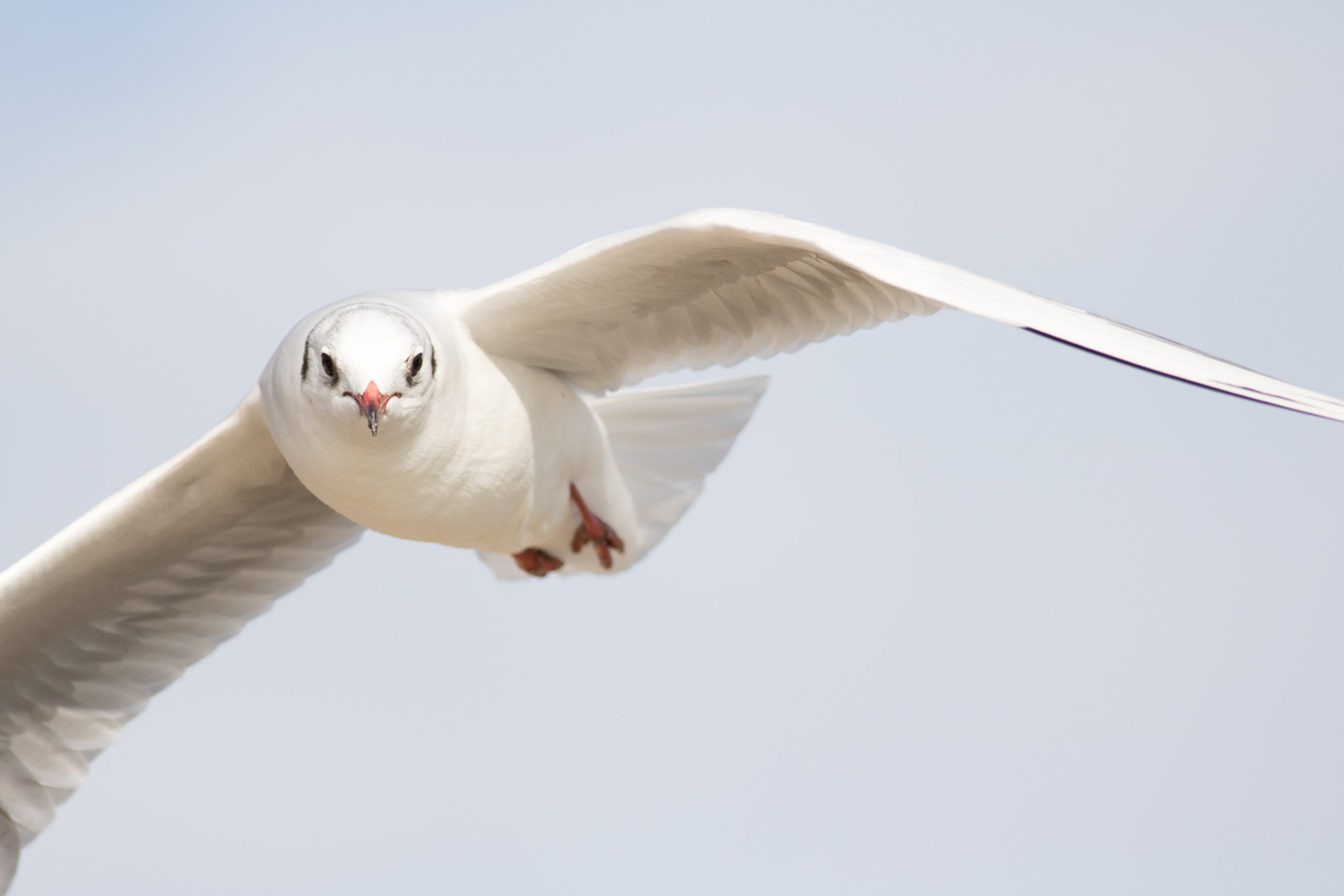 Canon EF 400mm F5.6L USM sample photo. Birds photography