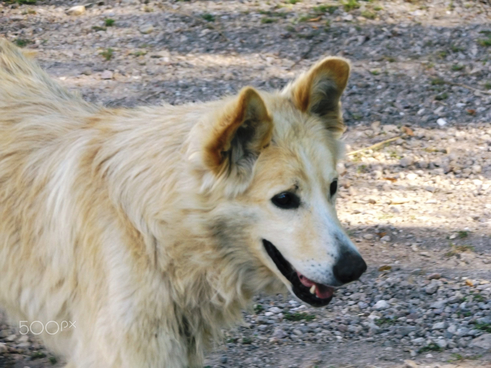 Fujifilm FinePix S8600 sample photo. Dog photography