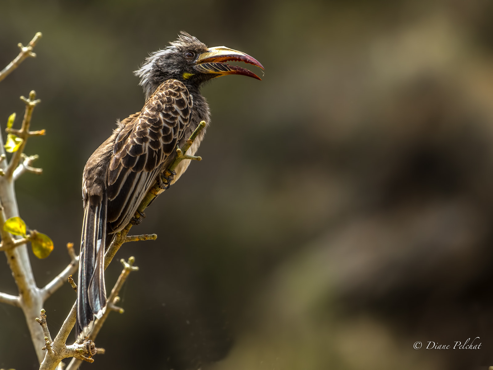 Canon EOS 7D Mark II sample photo. African grey hornbill photography