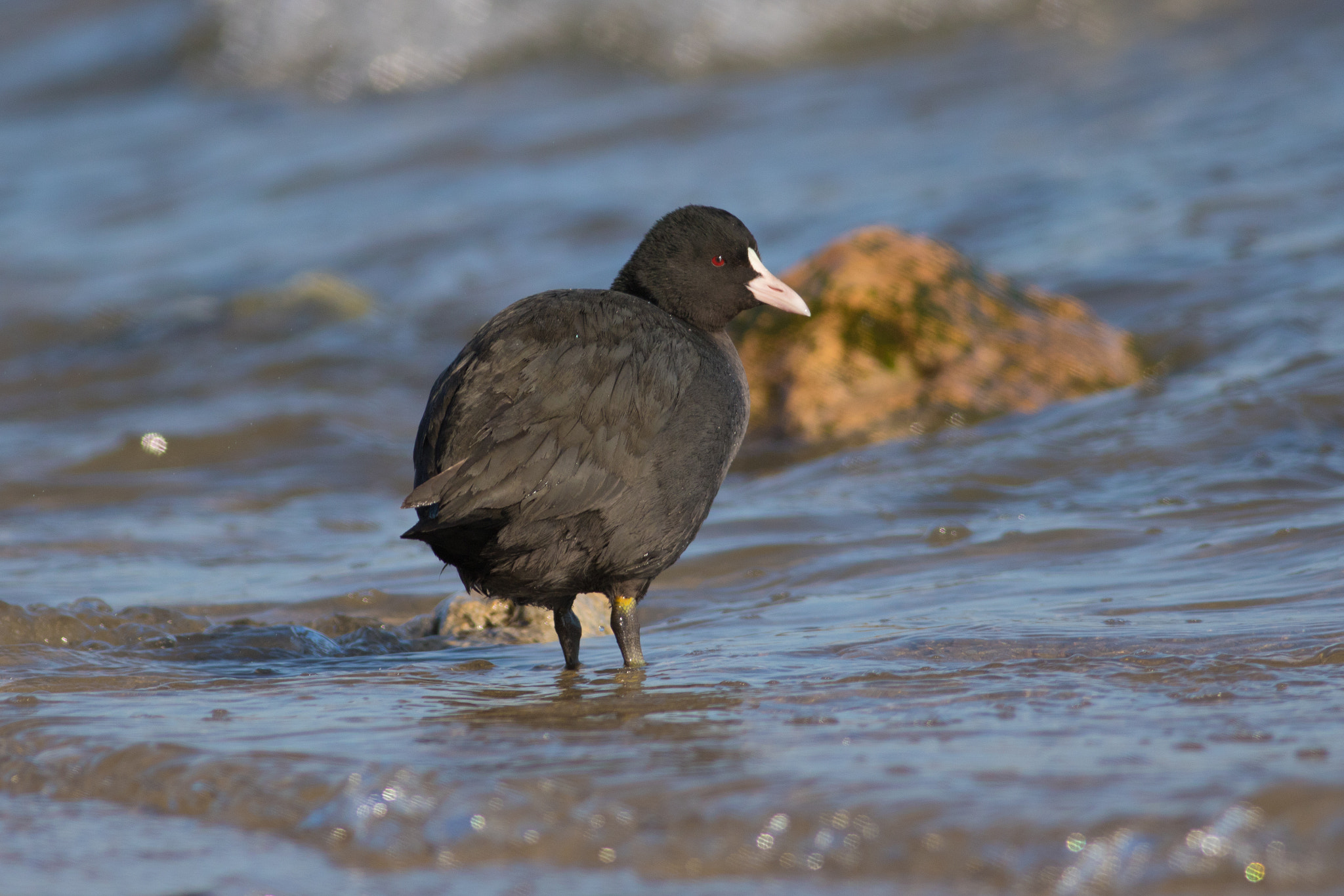 Canon EOS 750D (EOS Rebel T6i / EOS Kiss X8i) + Canon EF 400mm F5.6L USM sample photo. Birds photography