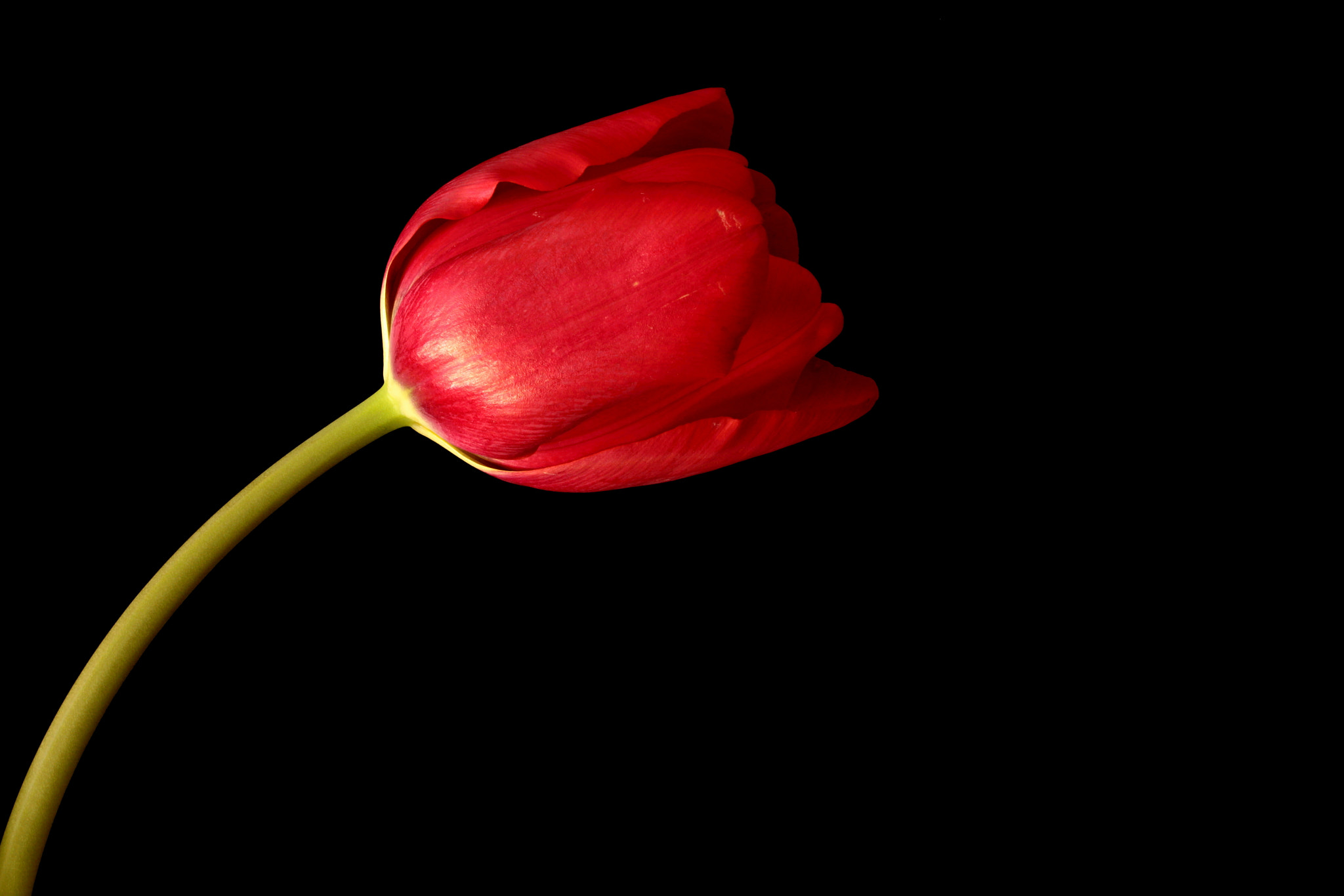Canon EF-S 60mm F2.8 Macro USM sample photo. Red love photography