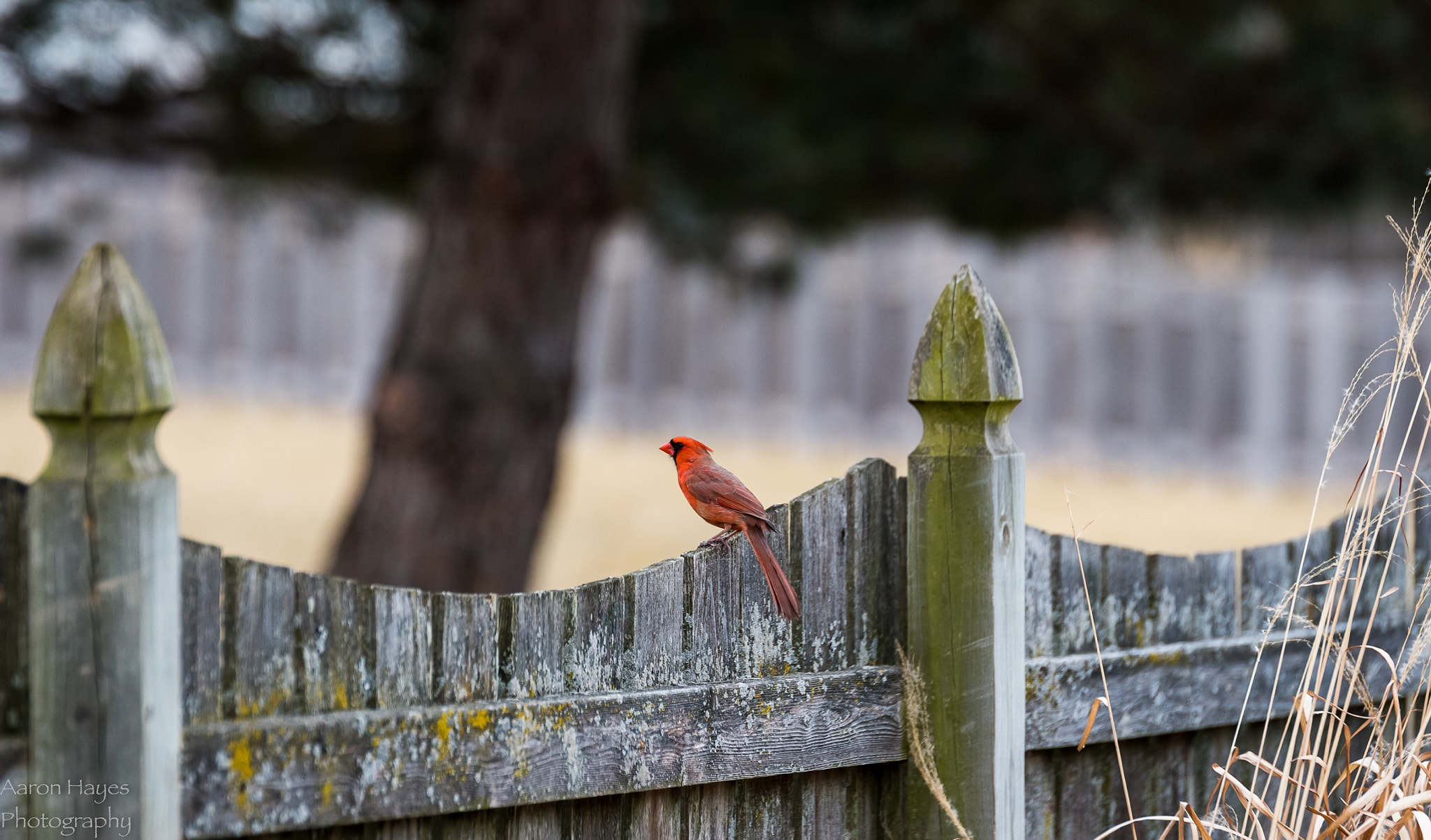 Nikon D500 + Tamron SP 70-200mm F2.8 Di VC USD sample photo. On the fence photography