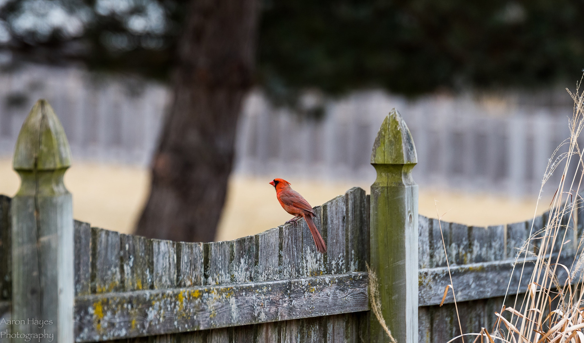 Tamron SP 70-200mm F2.8 Di VC USD sample photo. On the fence photography