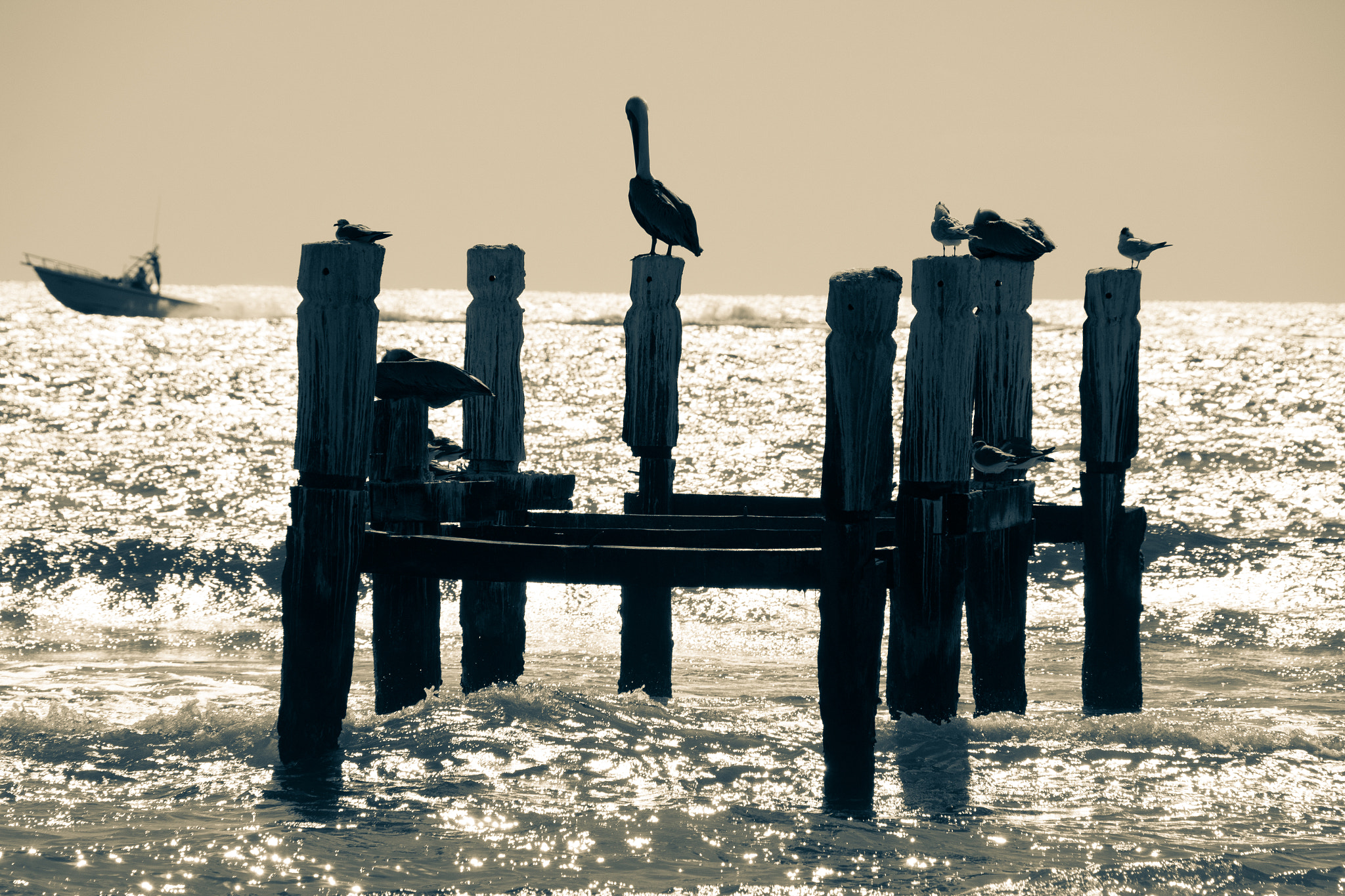 Canon EOS 100D (EOS Rebel SL1 / EOS Kiss X7) + Canon TS-E 90mm F2.8 Tilt-Shift sample photo. Pelican à playa del carmen photography