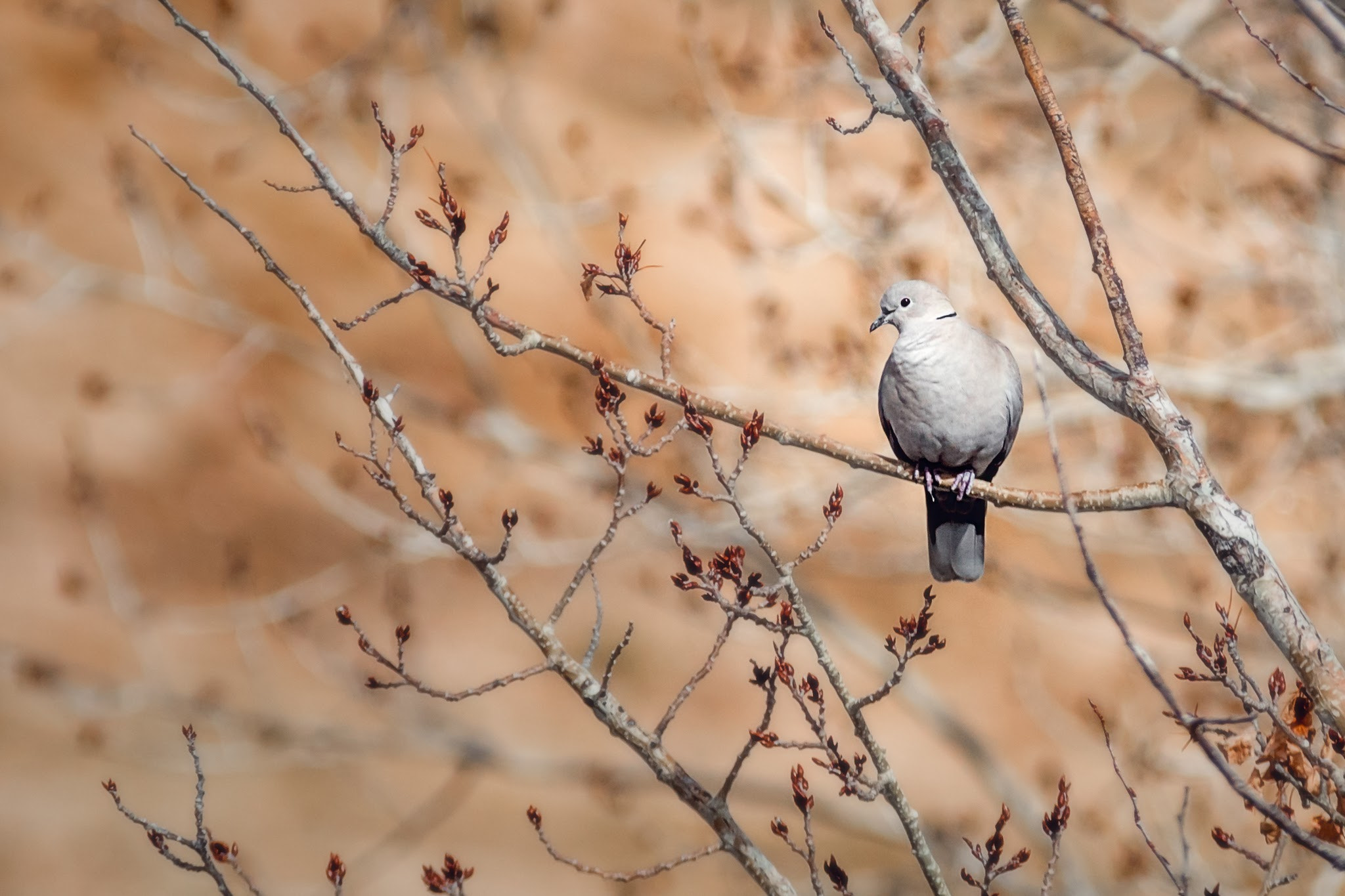 Sigma 70-200mm F2.8 EX DG OS HSM sample photo. Dove photography