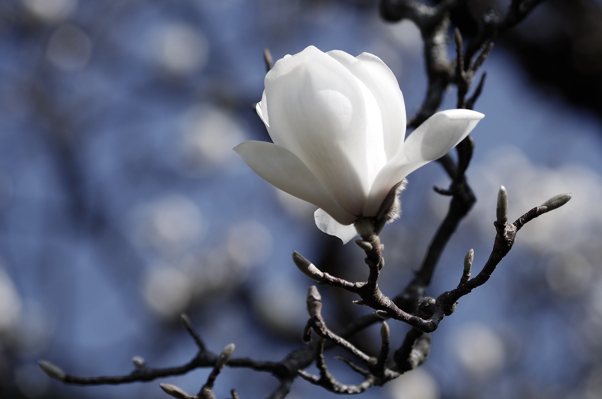 Pentax K-50 sample photo. Flower power photography