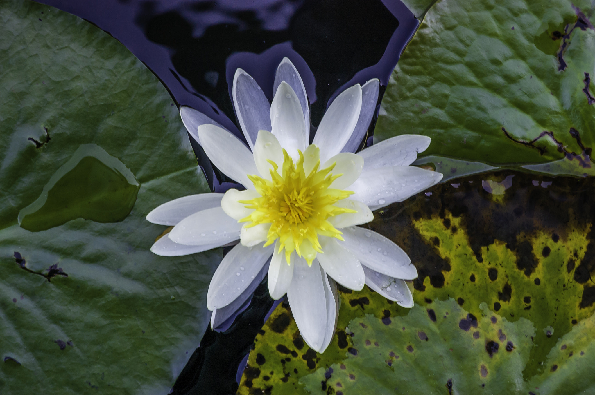 Nikon D40 sample photo. White lily photography