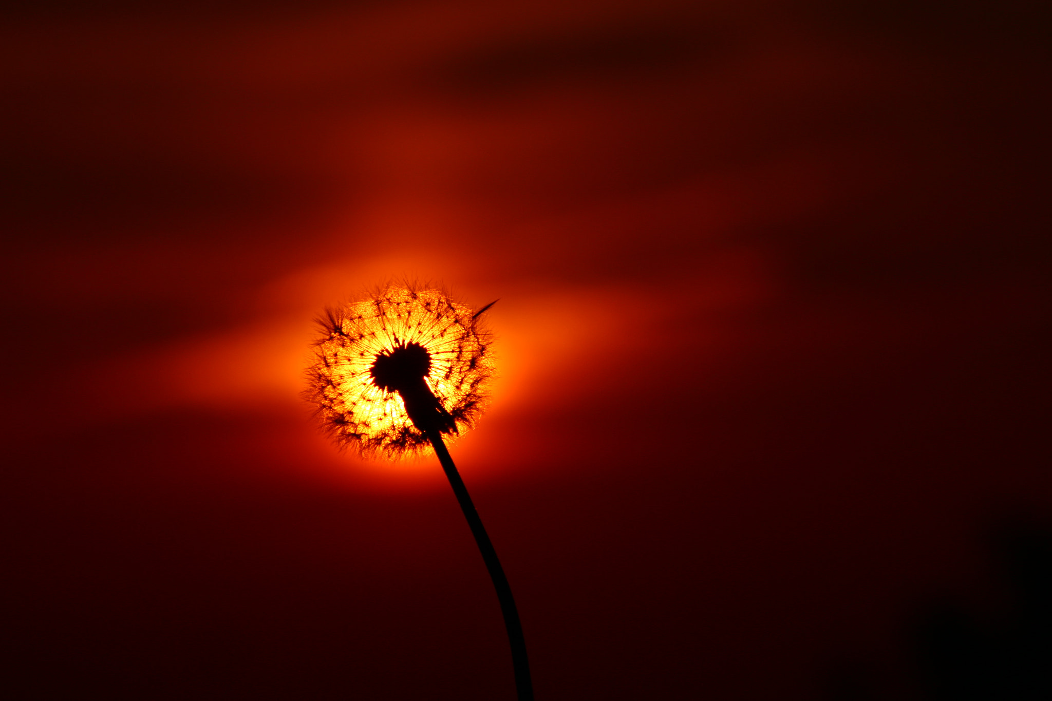 Canon EOS 70D + EF75-300mm f/4-5.6 sample photo. Sunset dandelion photography
