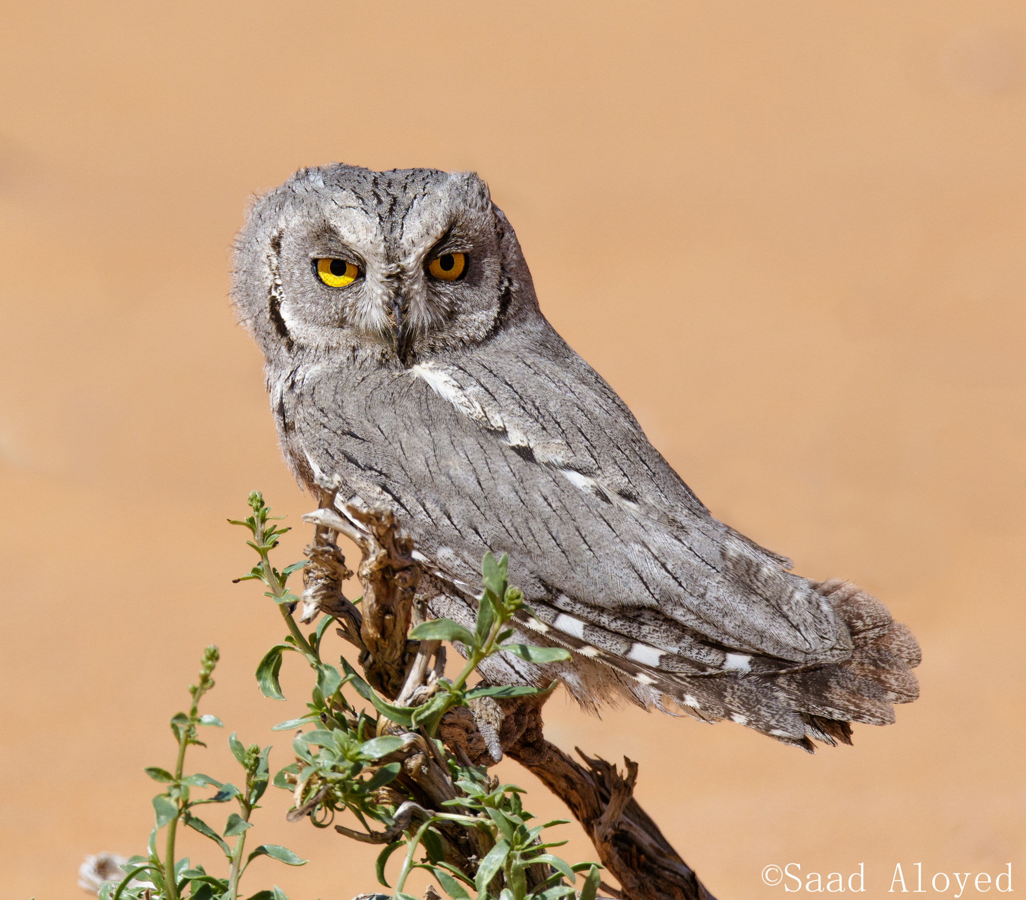 Sigma 150-600mm F5-6.3 DG OS HSM | C sample photo. Pallid scops owl البومة الباهته photography