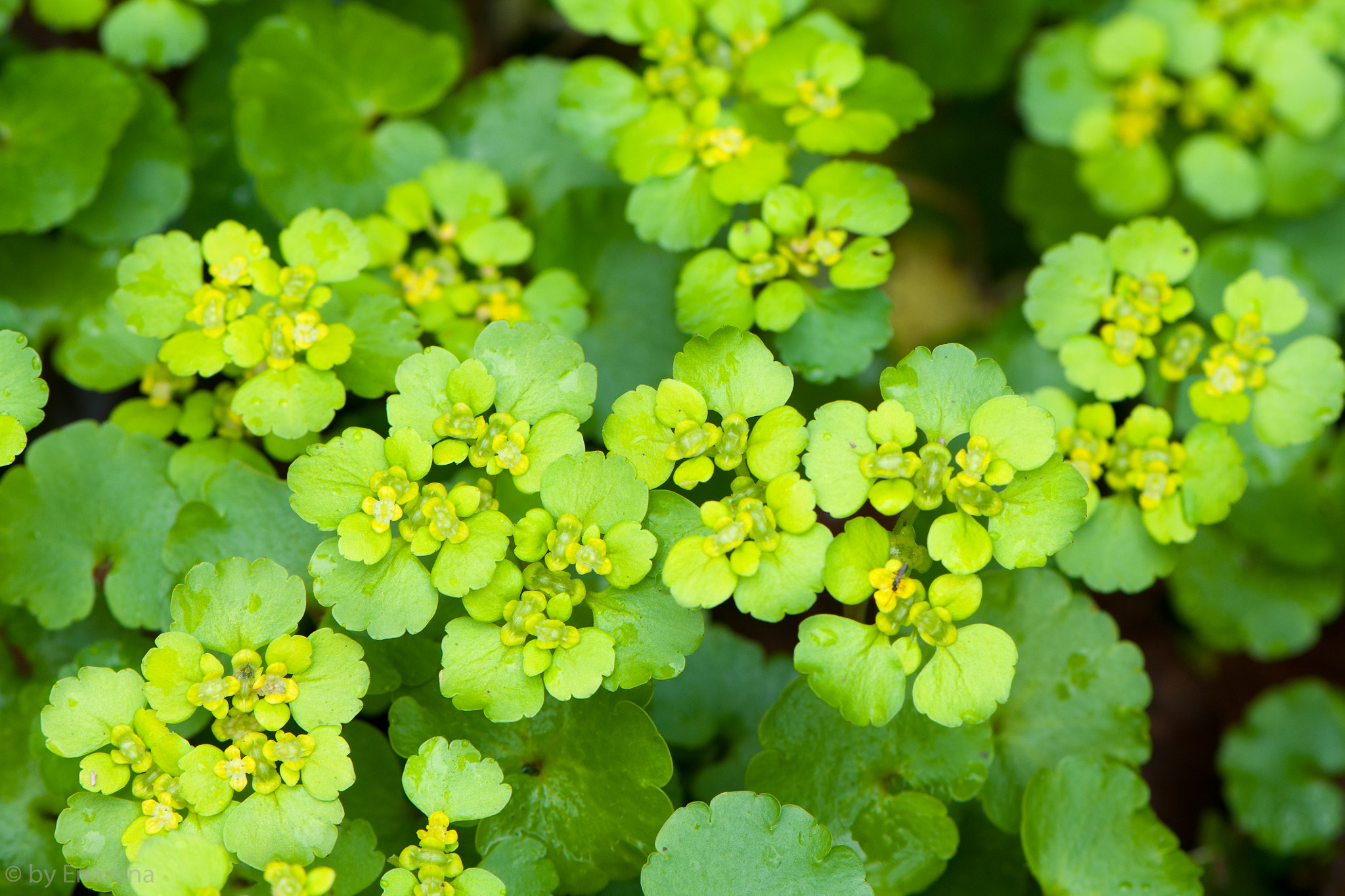 Nikon AF-S Micro-Nikkor 105mm F2.8G IF-ED VR sample photo. Alternate-leaved golden saxifrage photography
