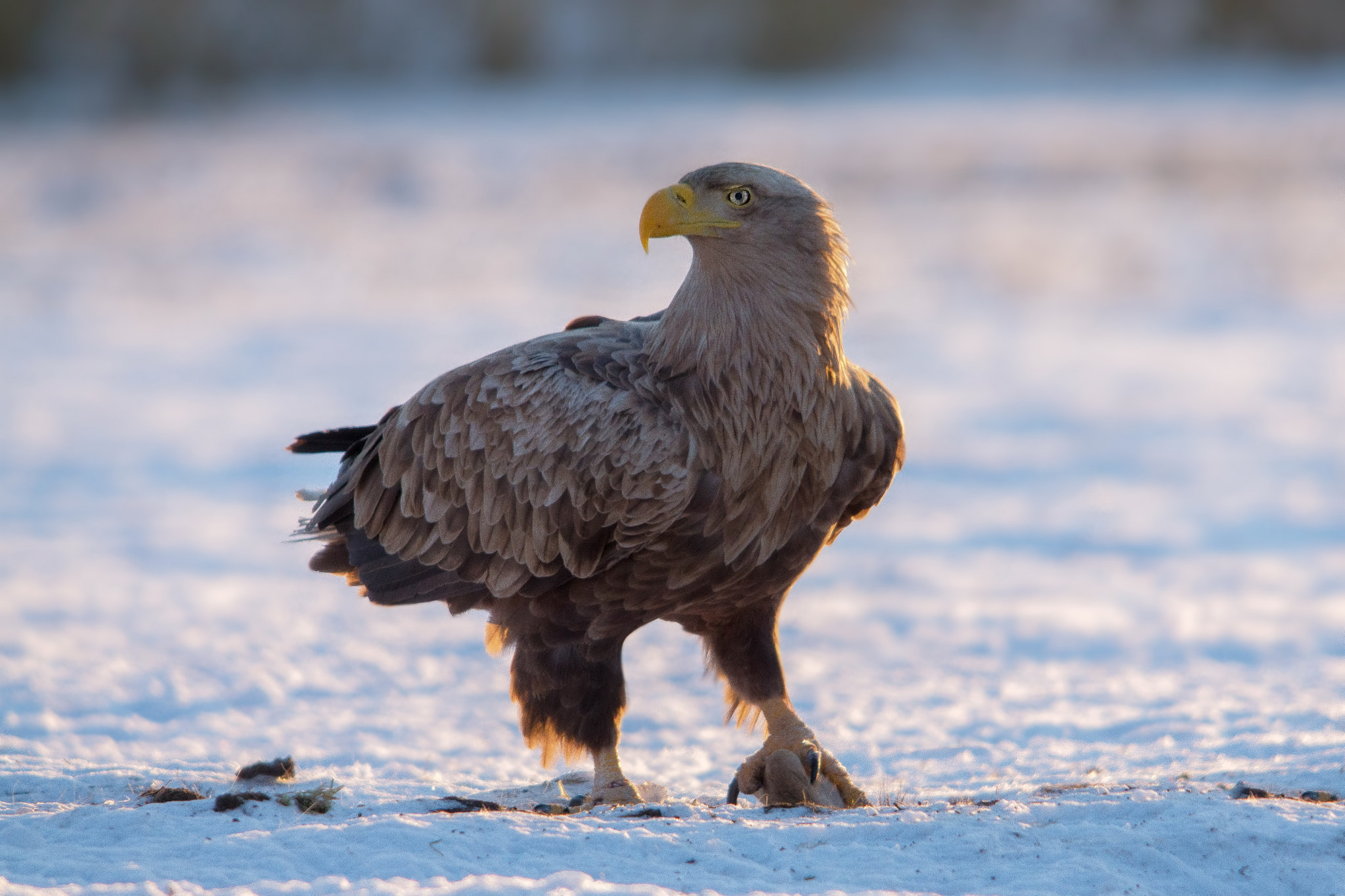 Sigma 150-500mm F5-6.3 DG OS HSM sample photo. Bielik zwyczajny (haliaeetus albic) photography