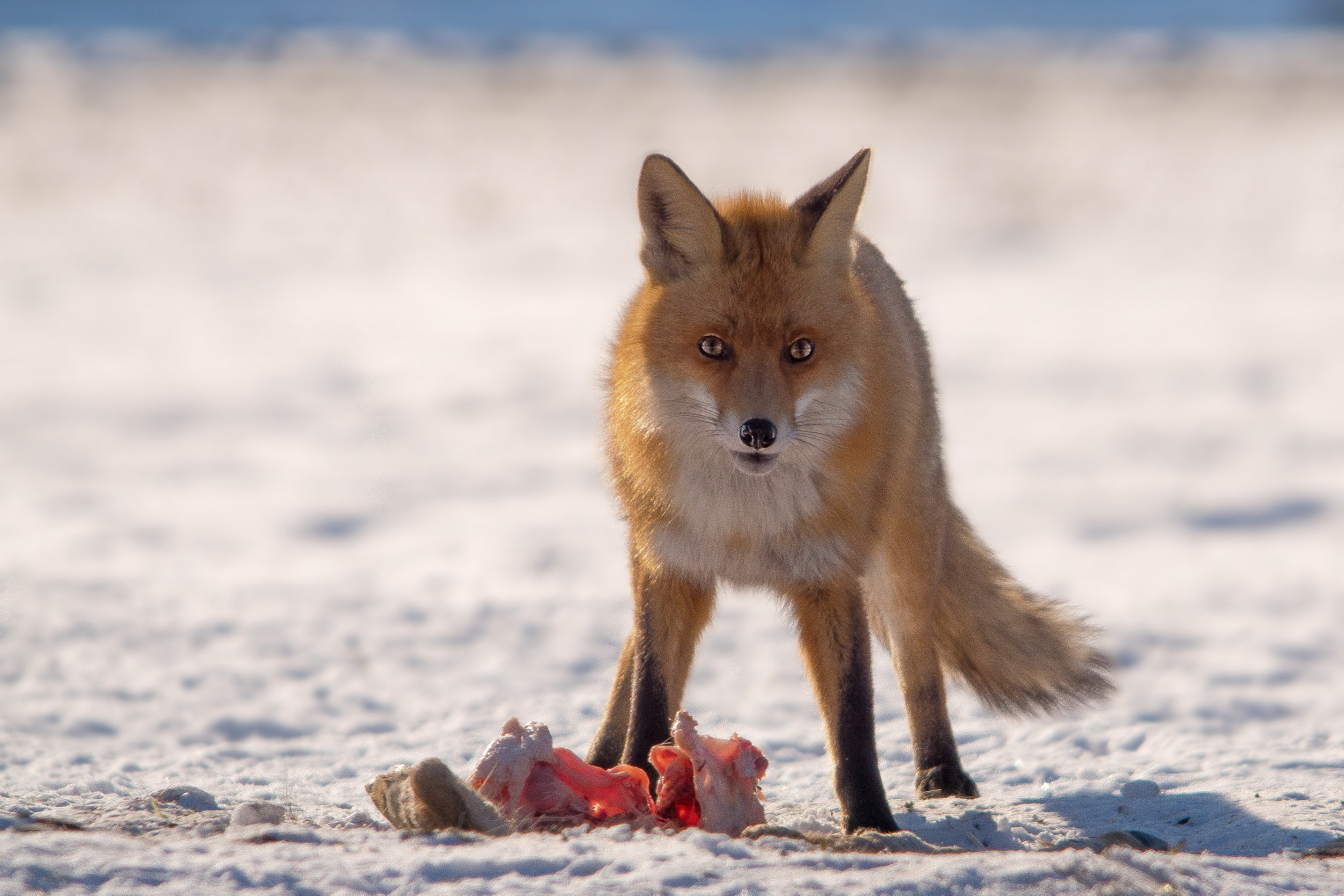 Sigma 150-500mm F5-6.3 DG OS HSM sample photo. Lis (vulpes vulpes) photography