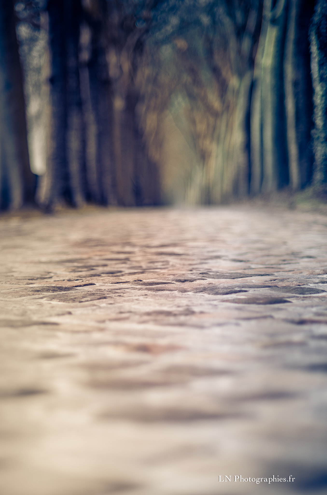 Nikon D810 + AF Nikkor 85mm f/1.8 sample photo. Fouler le pavé photography