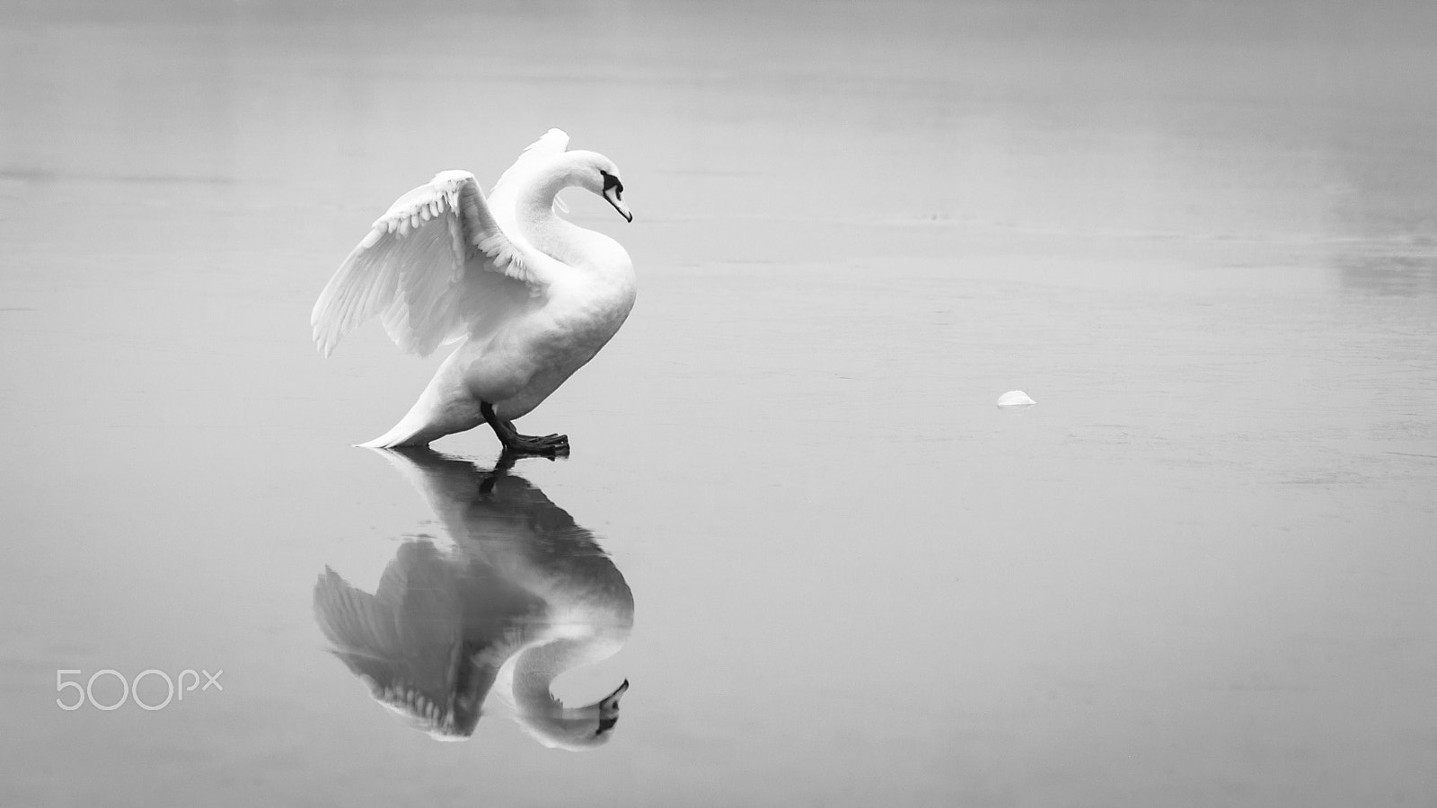 AF Nikkor 85mm f/1.8 sample photo. Swan photography
