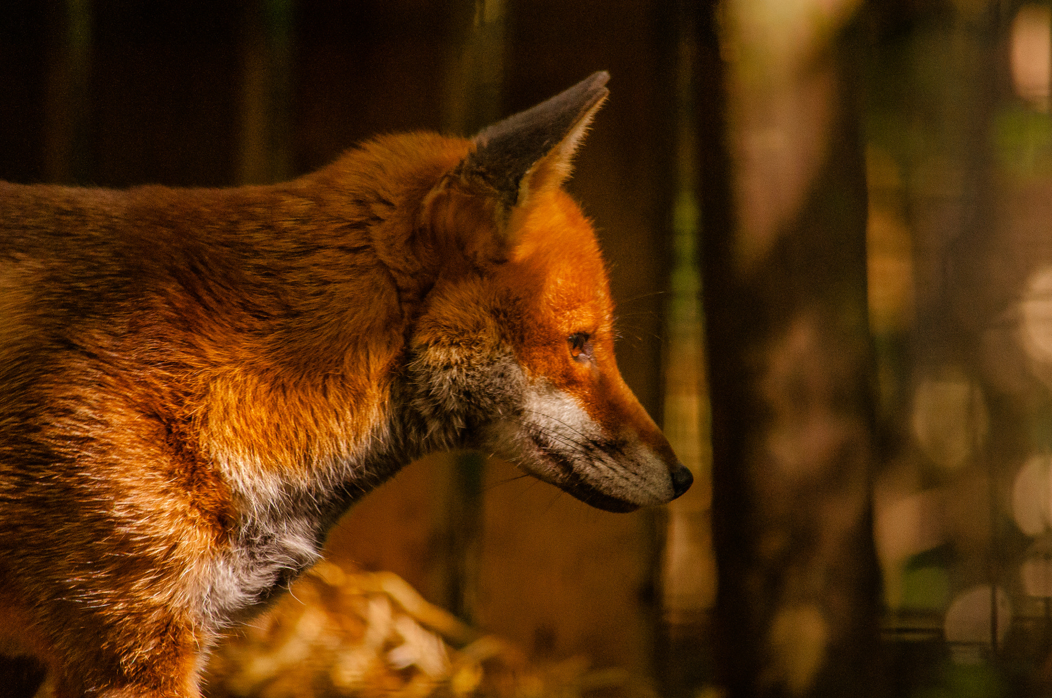 Nikon D5000 sample photo. Mr fox photography