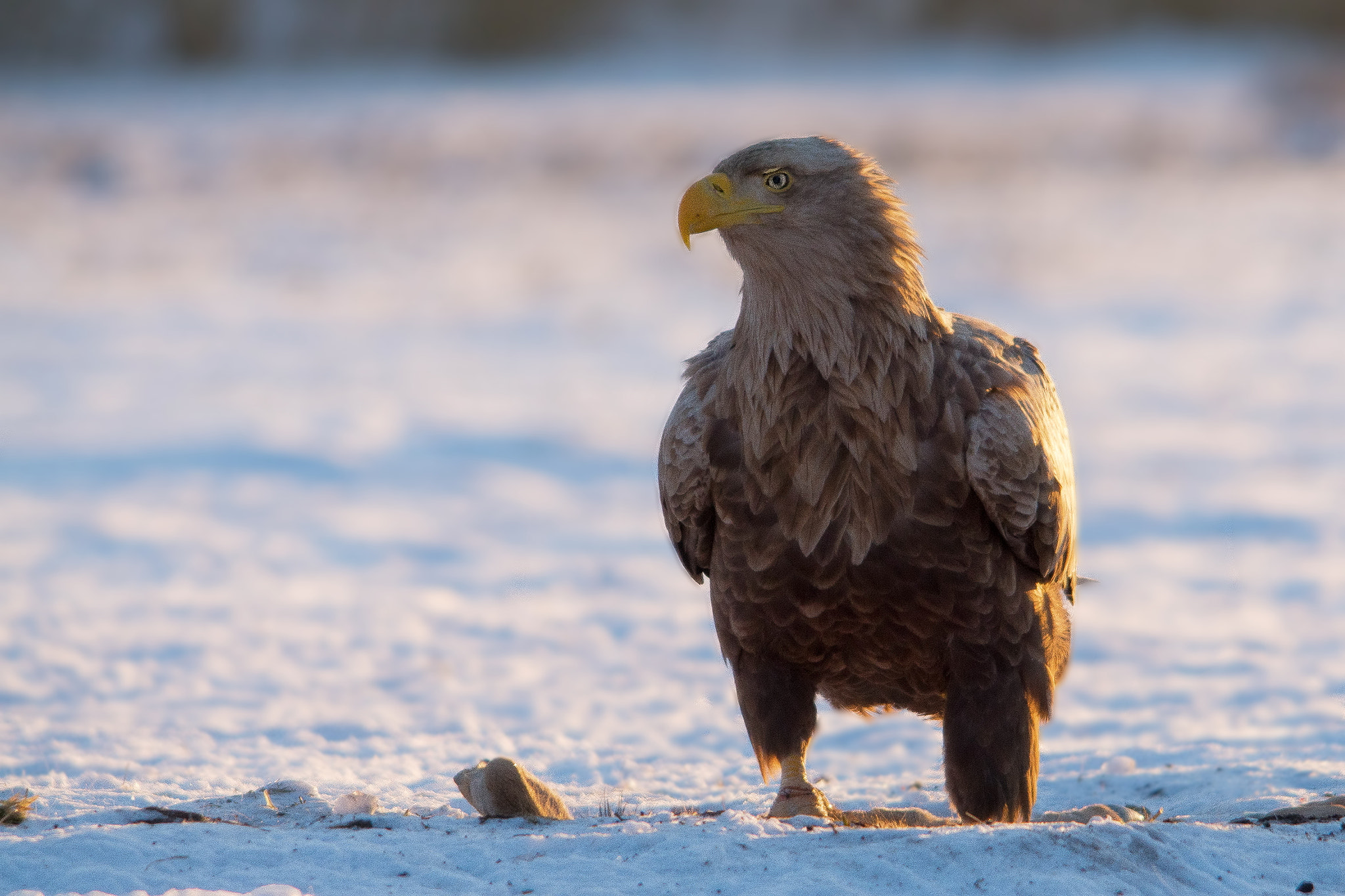 Sigma 150-500mm F5-6.3 DG OS HSM sample photo. Bielik zwyczajny (haliaeetus albic) photography