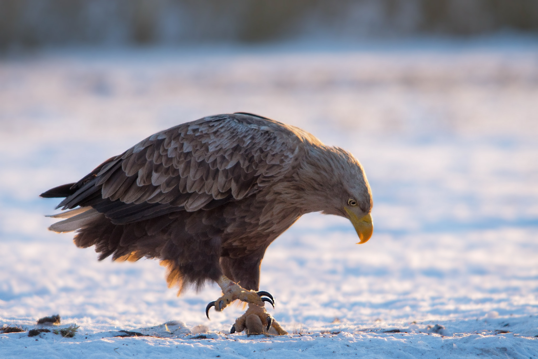 Sigma 150-500mm F5-6.3 DG OS HSM sample photo. Bielik zwyczajny (haliaeetus albic) photography