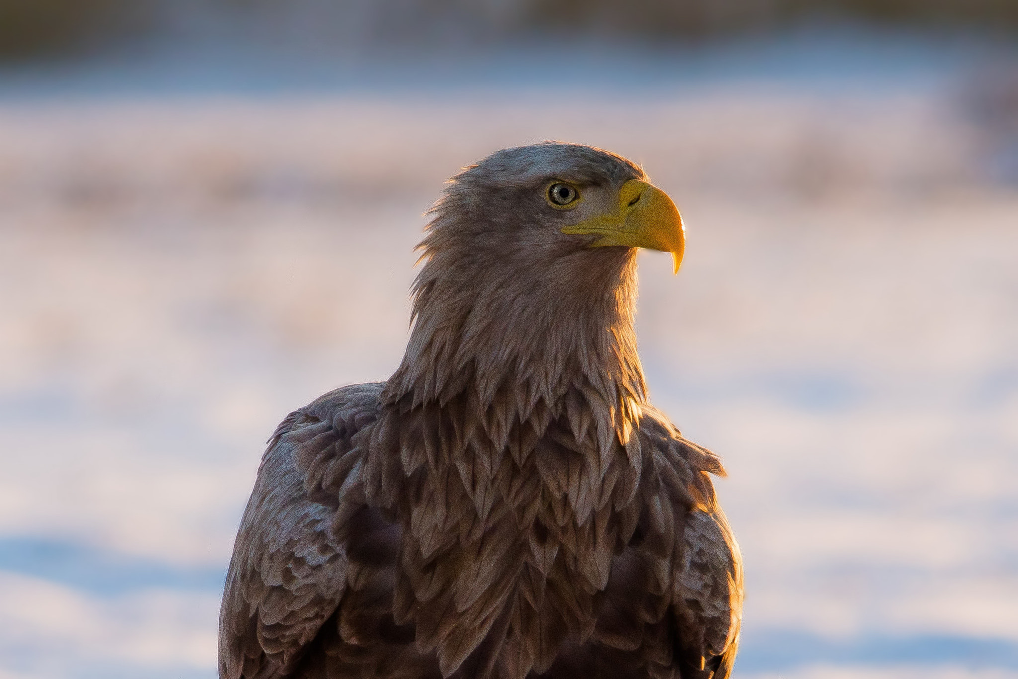 Sigma 150-500mm F5-6.3 DG OS HSM sample photo. Bielik zwyczajny (haliaeetus albic) photography