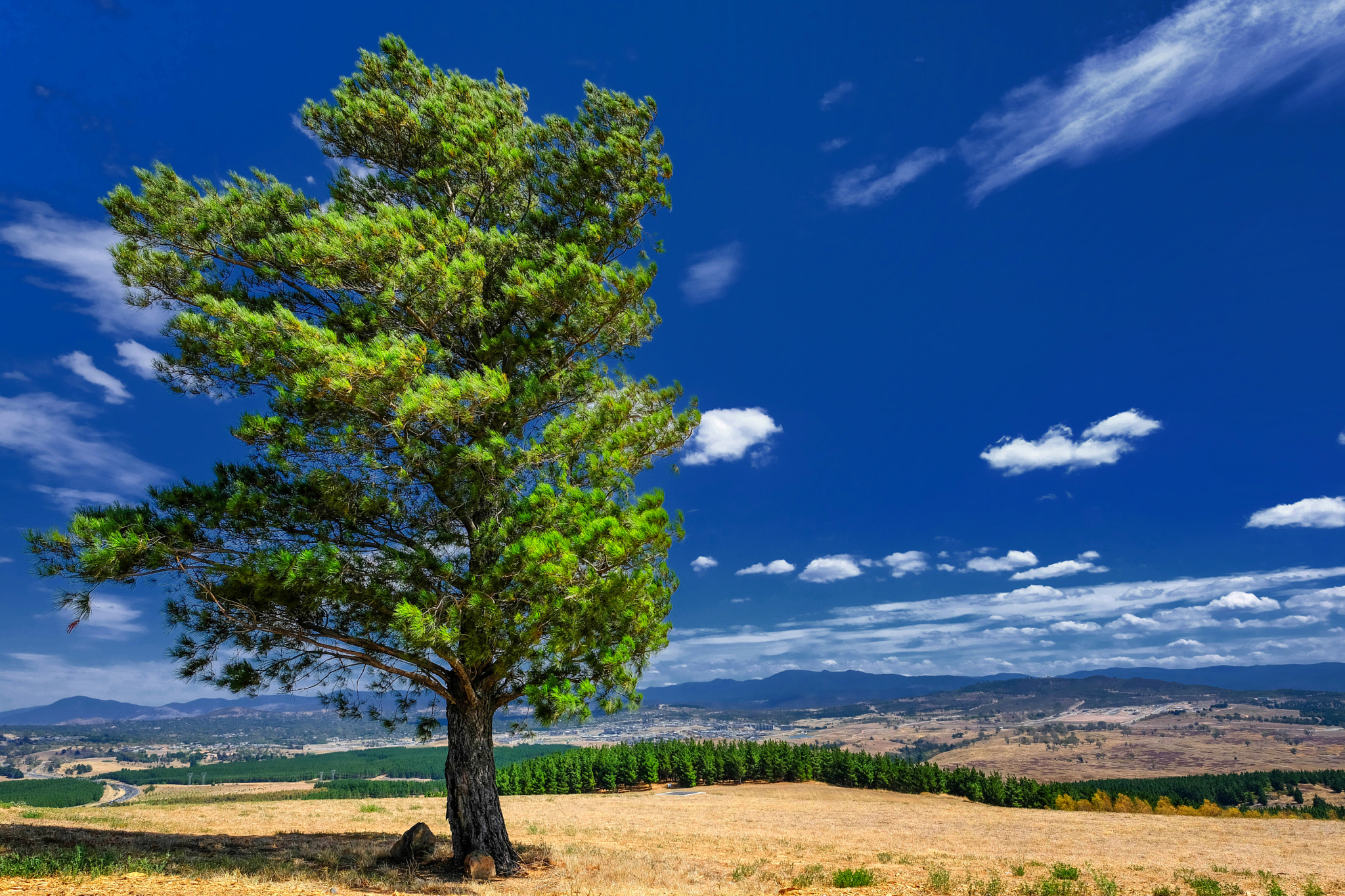 Fujifilm XF 14mm F2.8 R sample photo. Tree photography