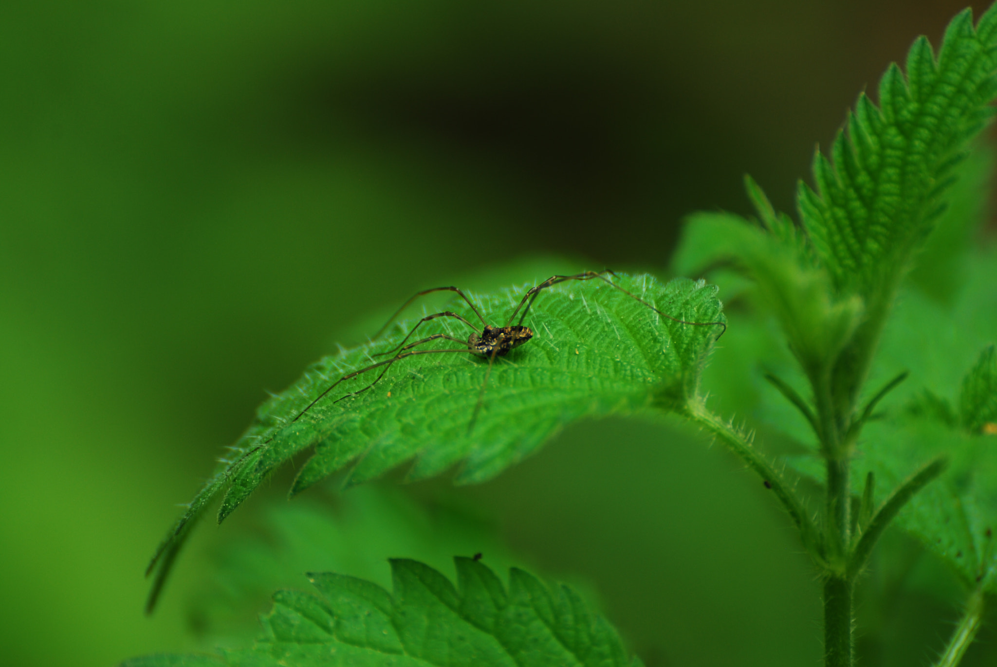 Nikon D40X sample photo. The spider photography