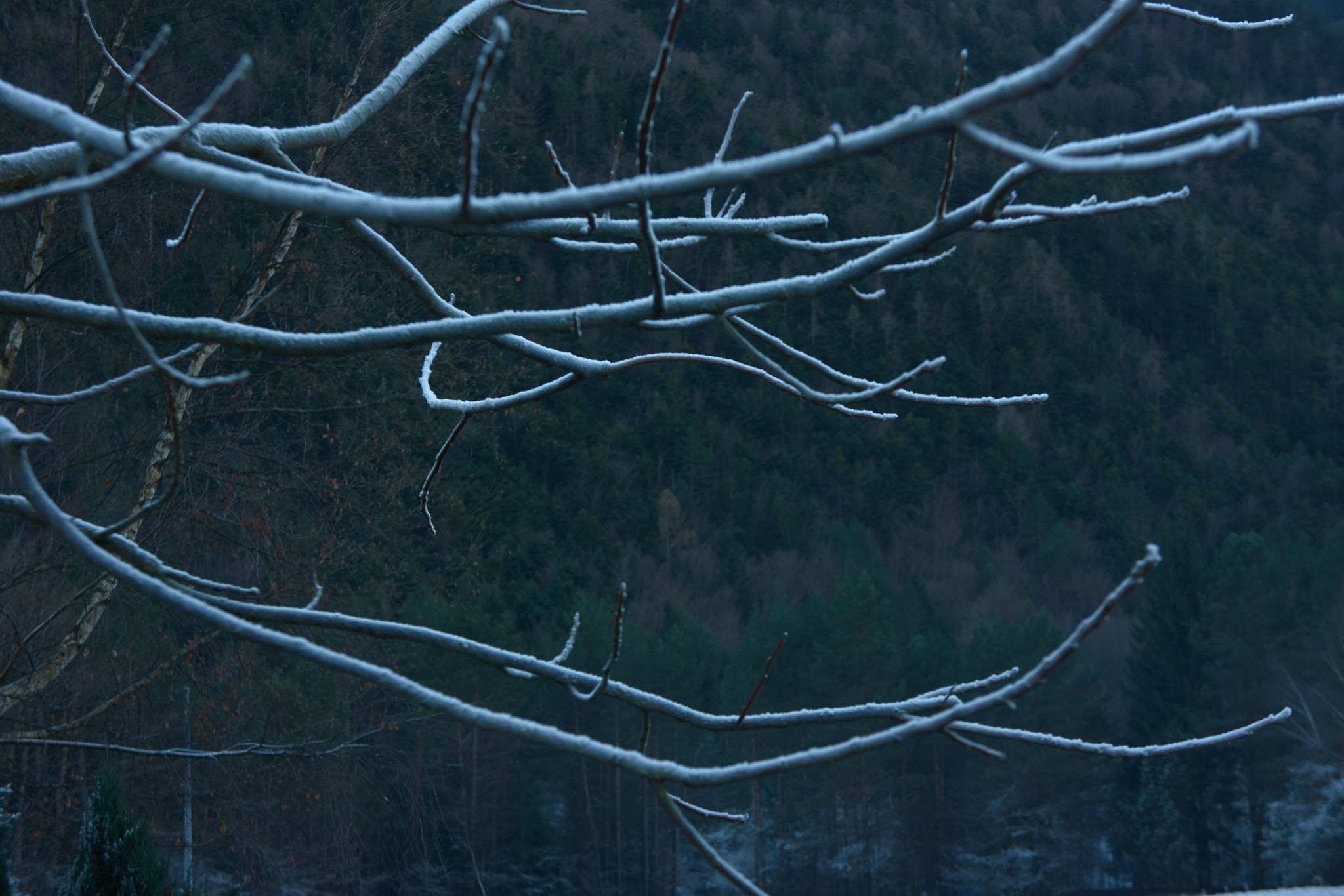 Sony Alpha NEX-7 + Sony E 18-55mm F3.5-5.6 OSS sample photo. Frost drawing photography