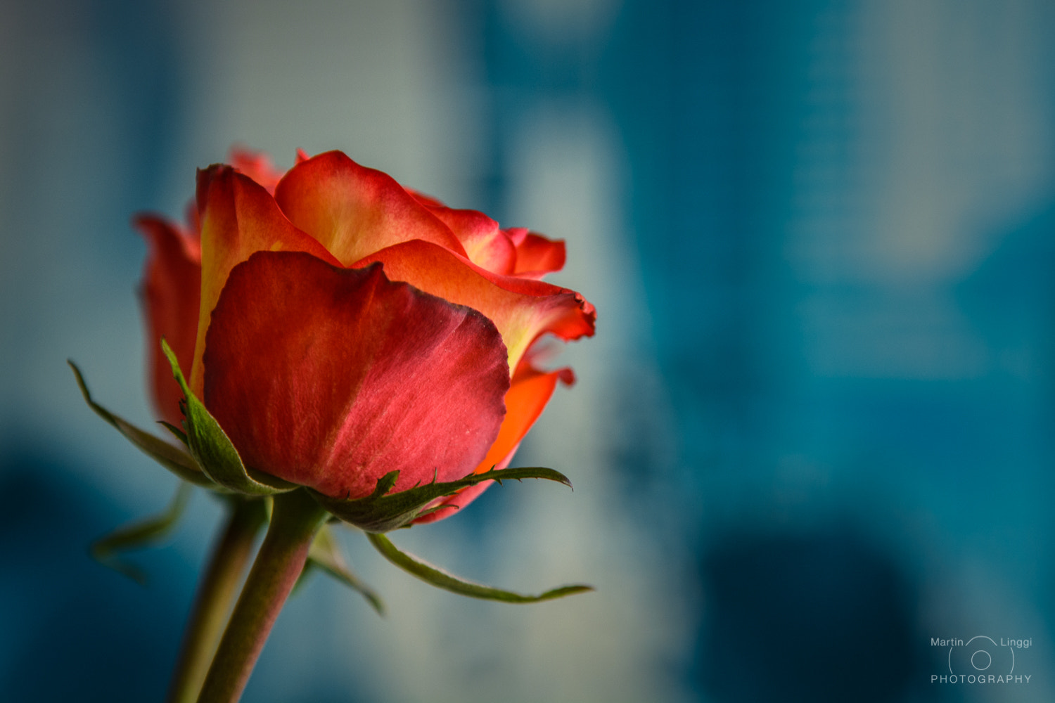 Nikon AF-S Nikkor 24-120mm F4G ED VR sample photo. Rose photography