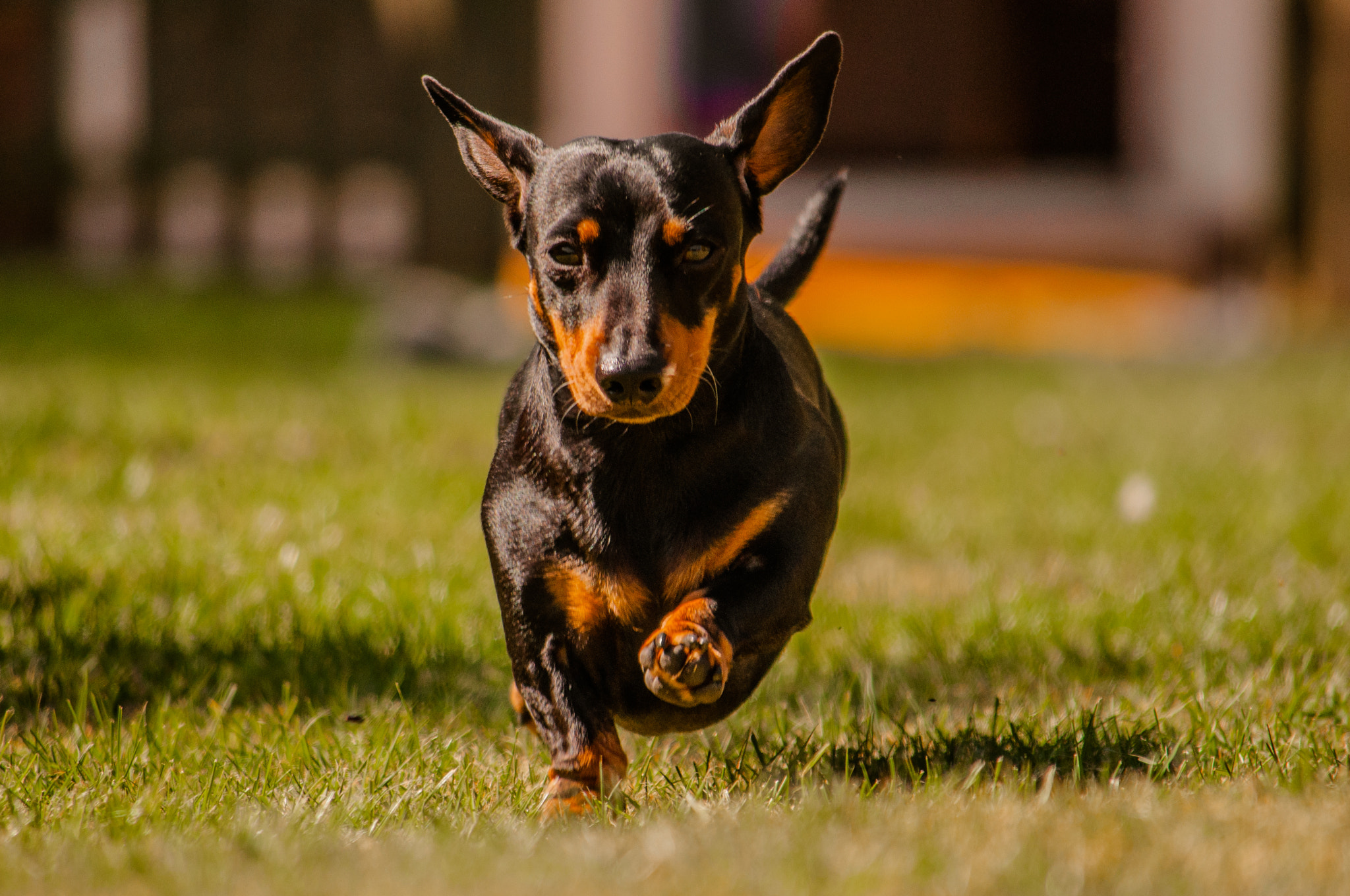 Nikon D5000 sample photo. On the run photography